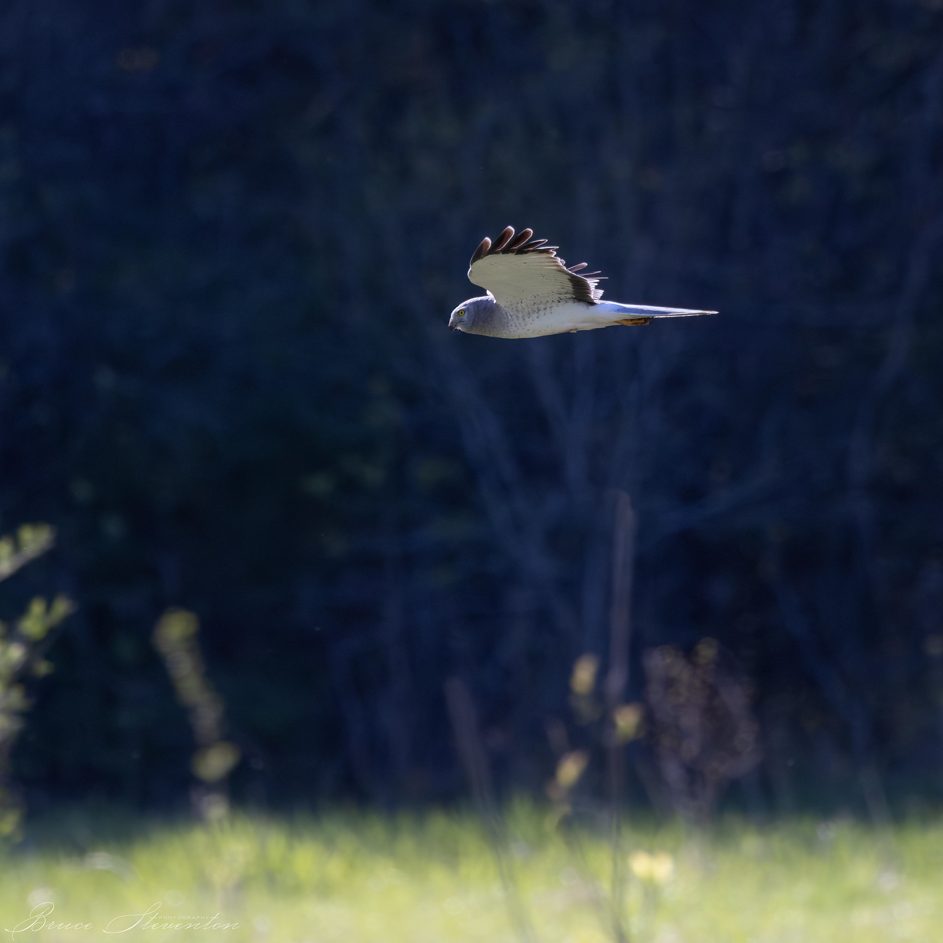 Northern Harrier (M)