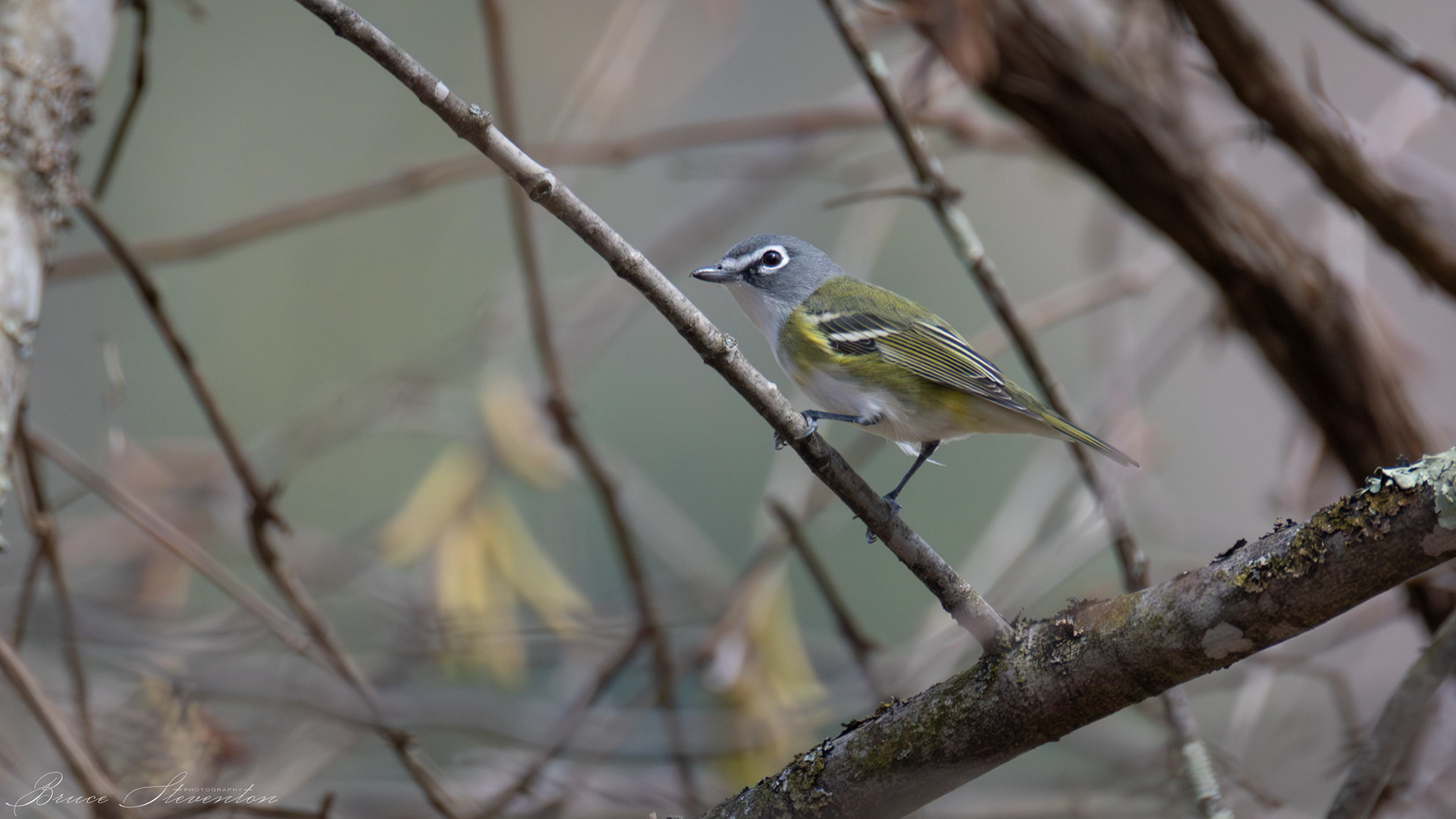 Blue-headed Vireo