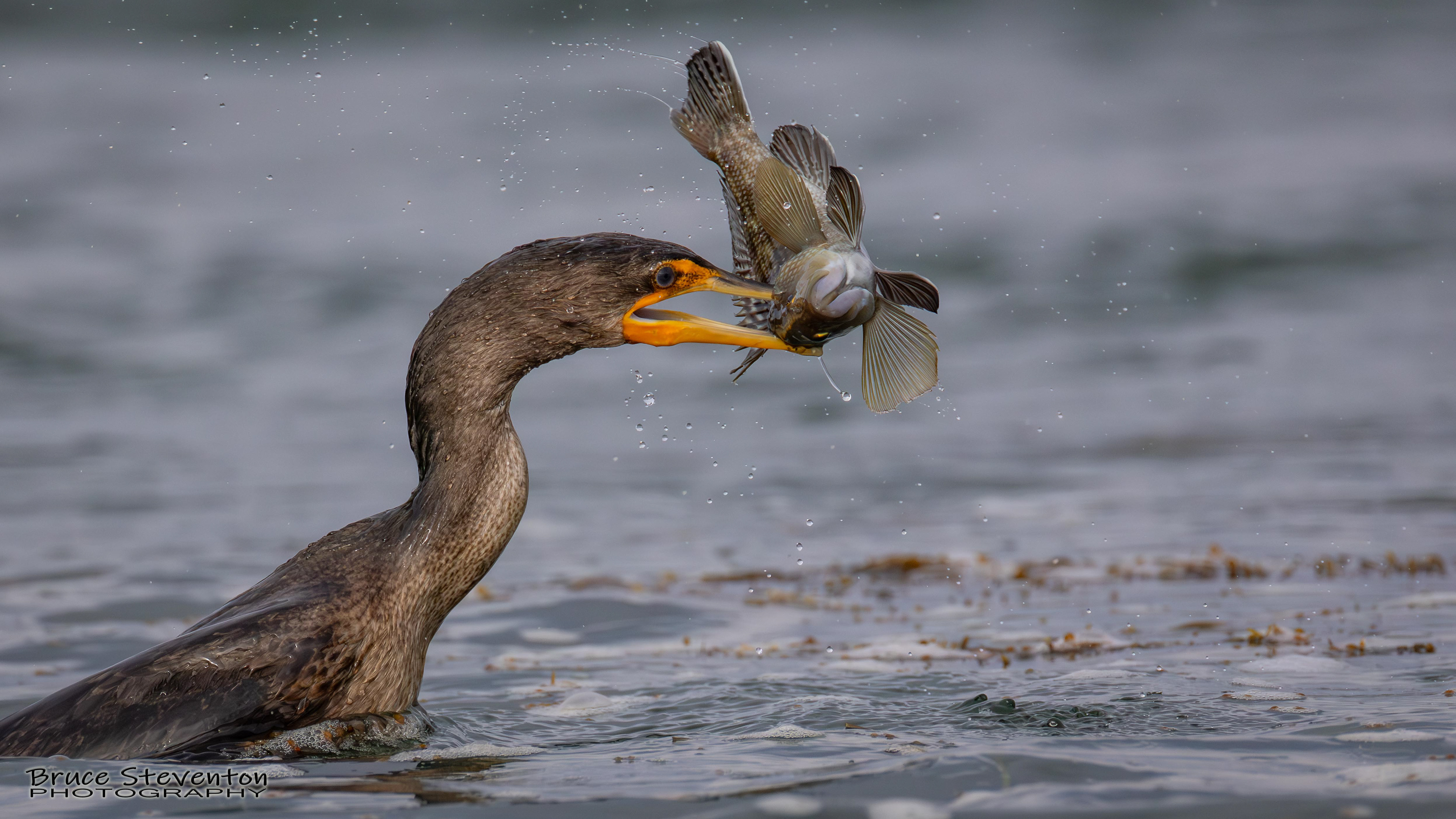 Double-crested Cormorant