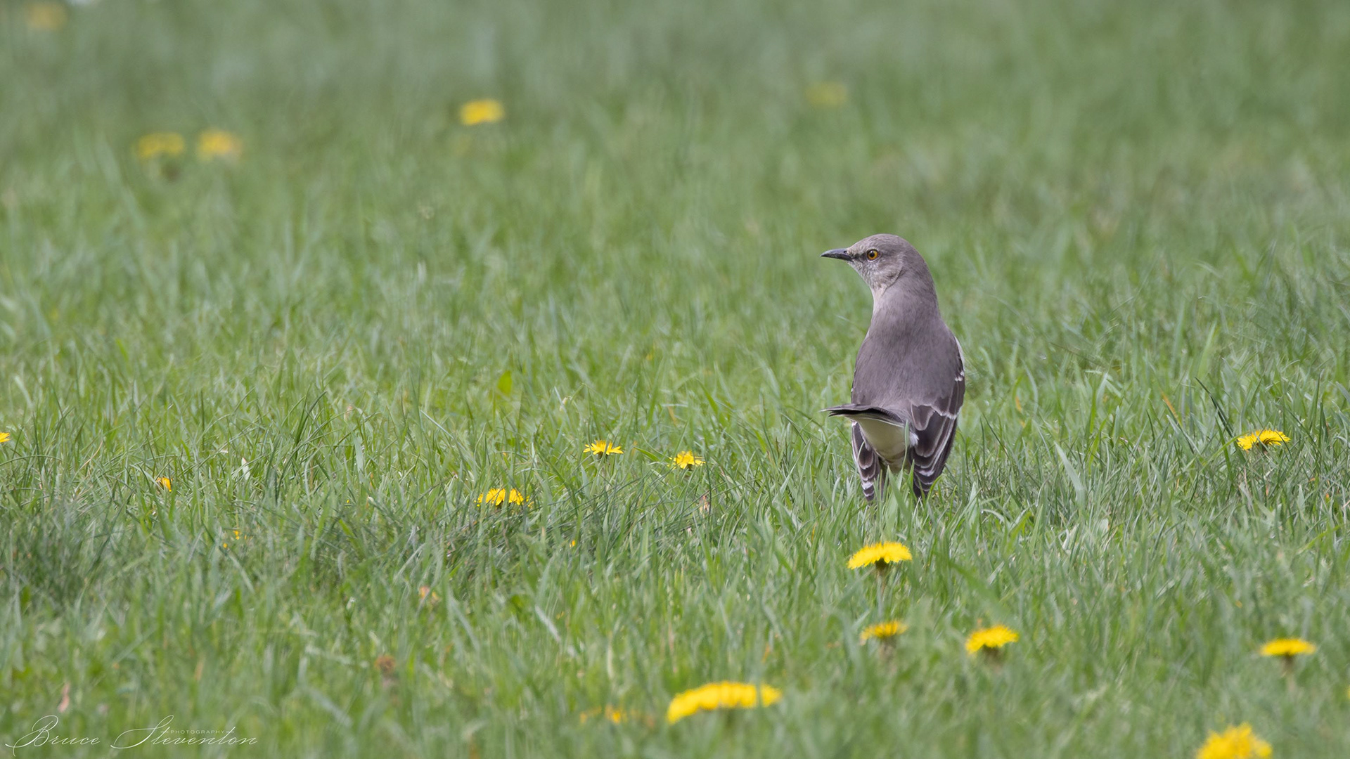 Northern Mockingbird