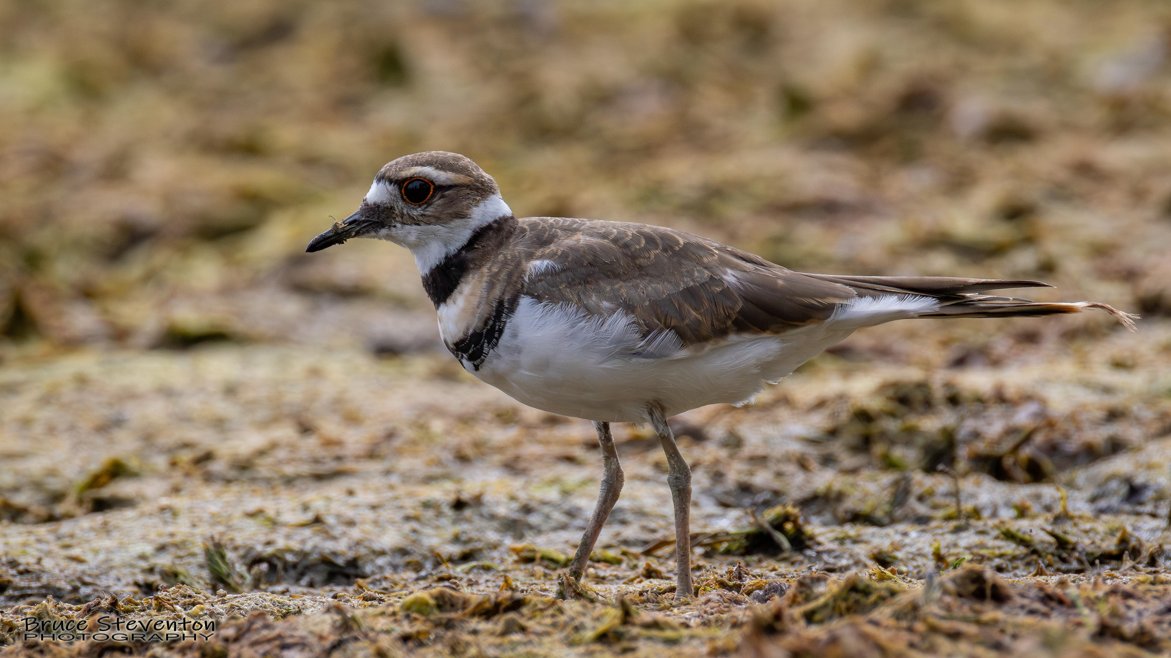 Killdeer