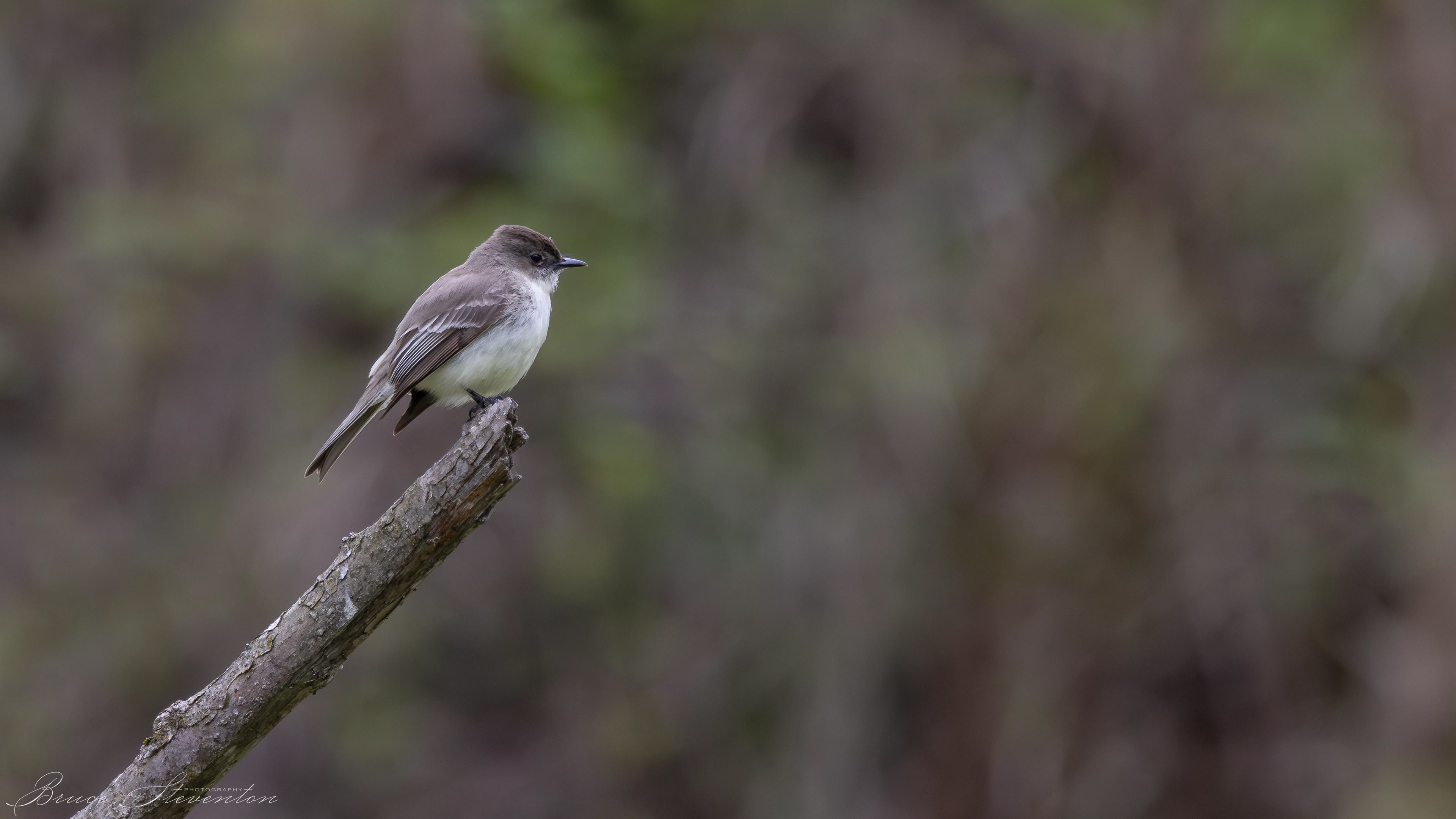 Eastern Phoebe