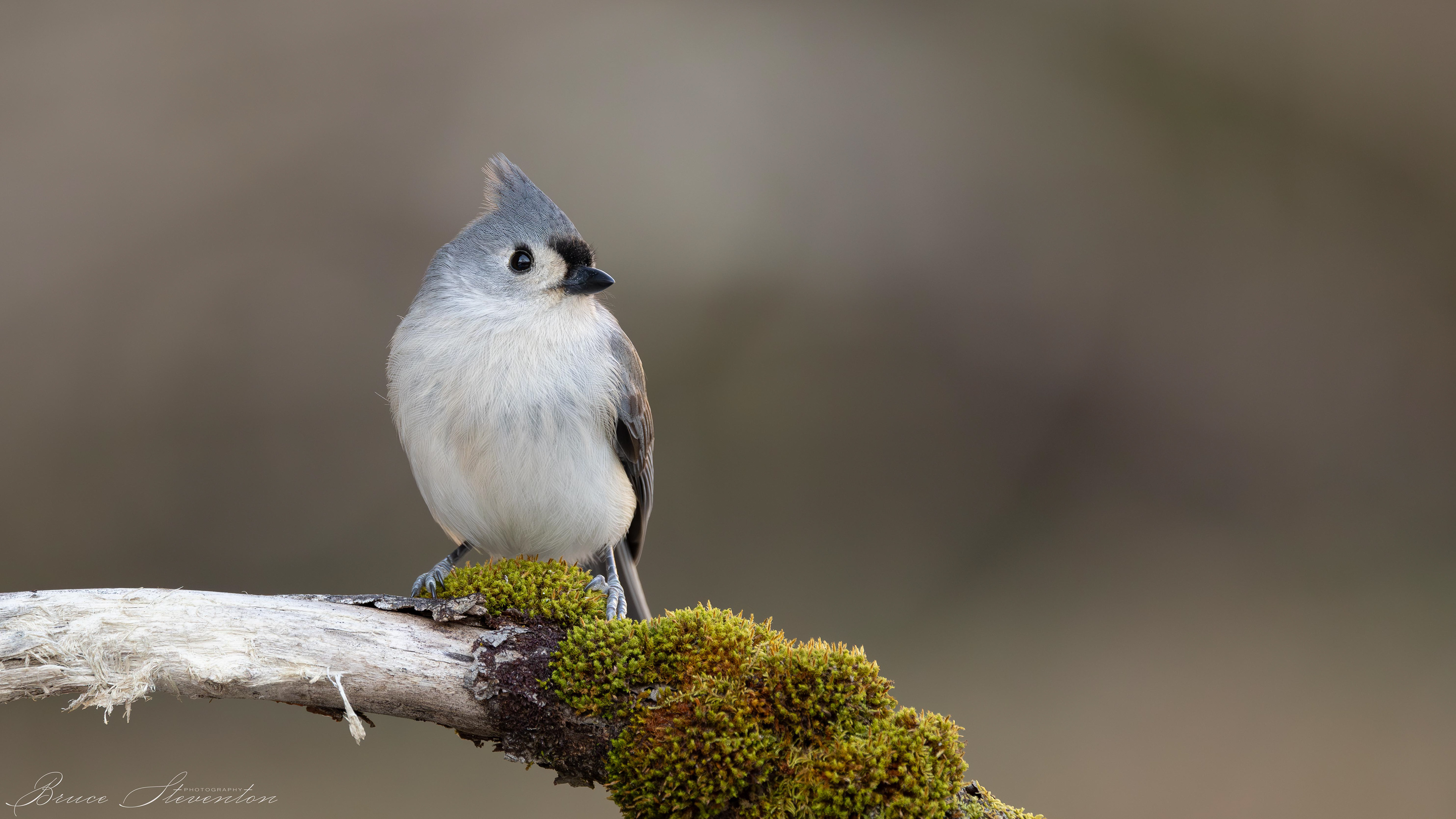 Tufted Titmouse