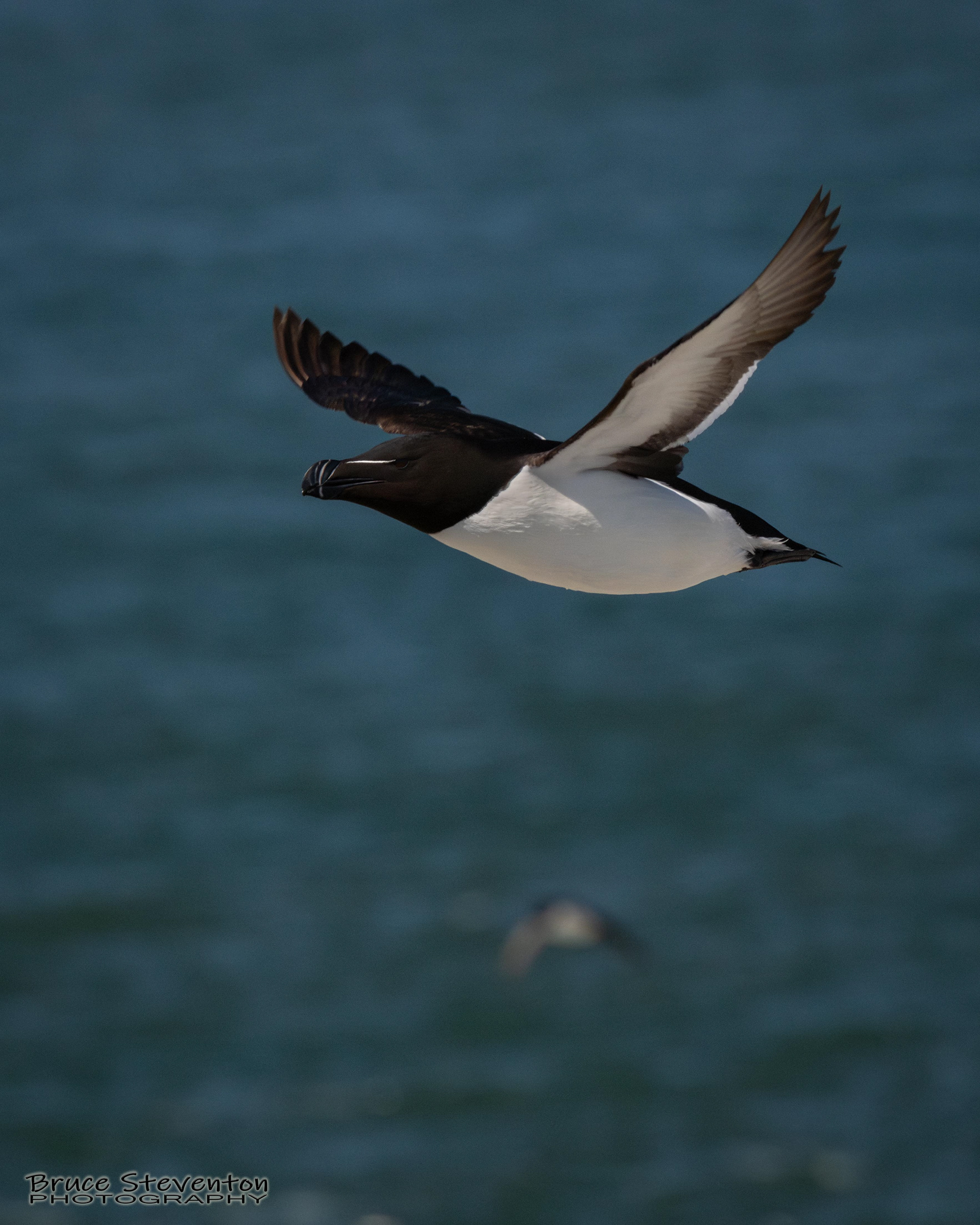 Razorbill