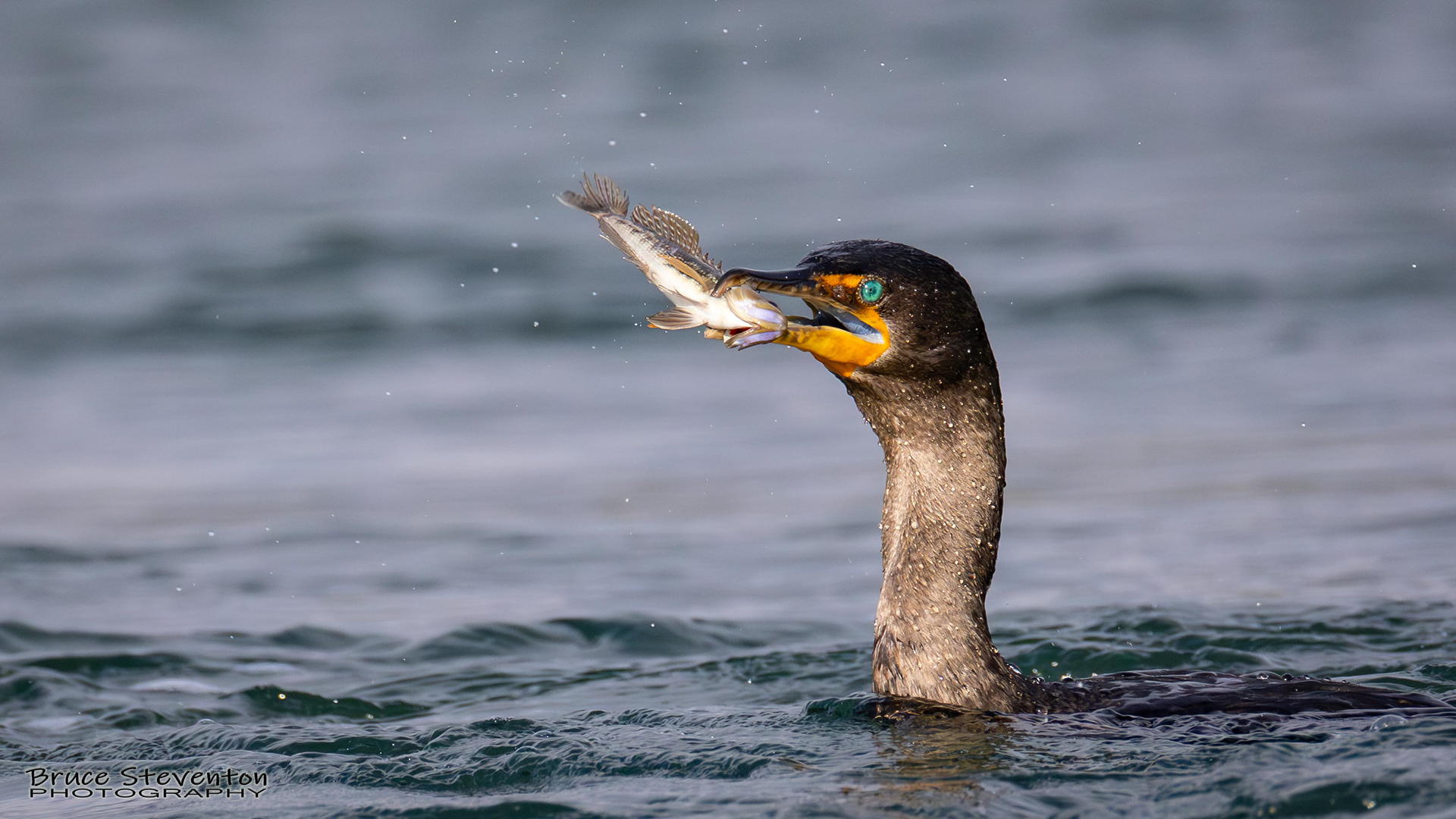Double-crested Cormorant