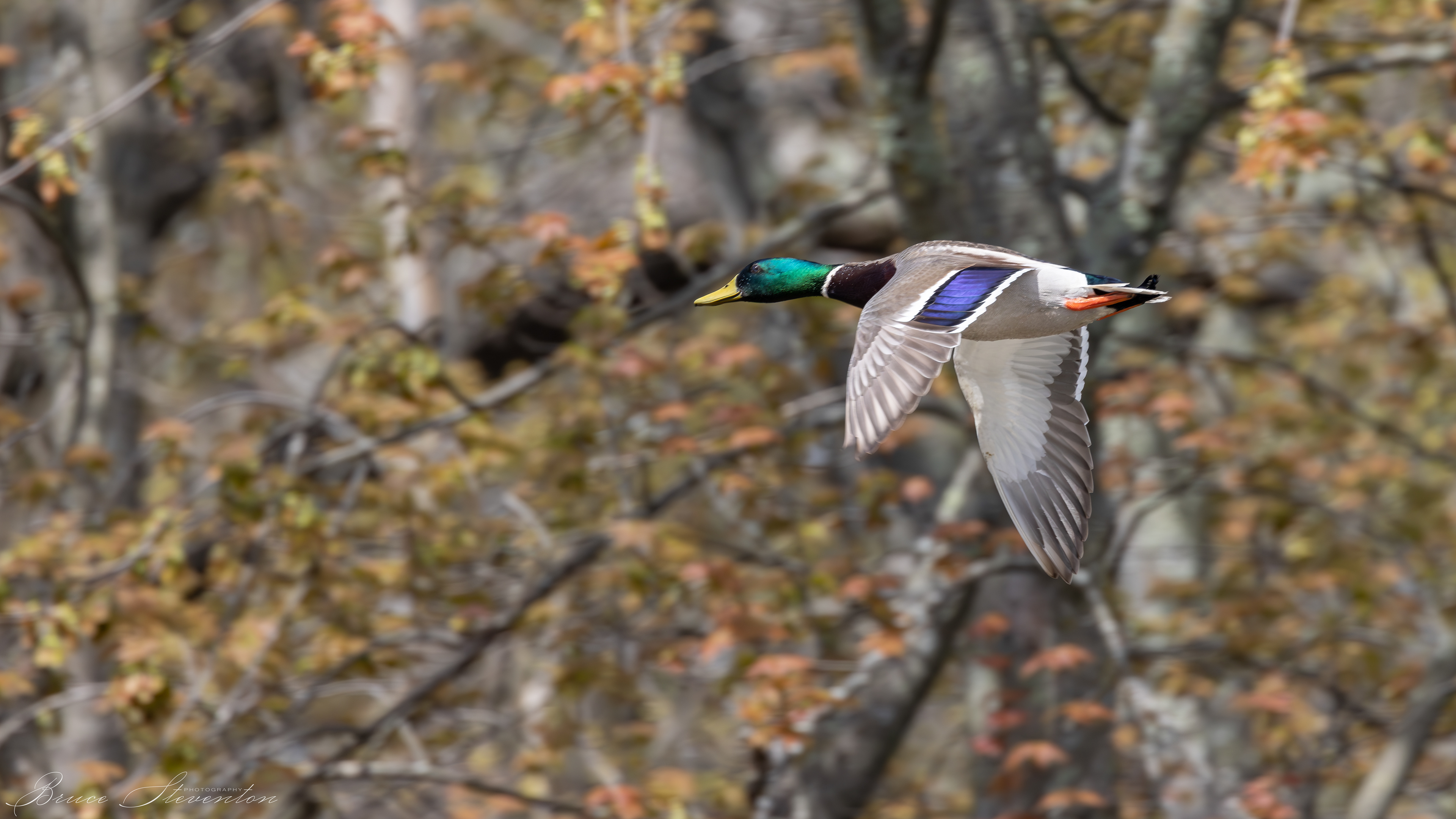 Mallard (M)