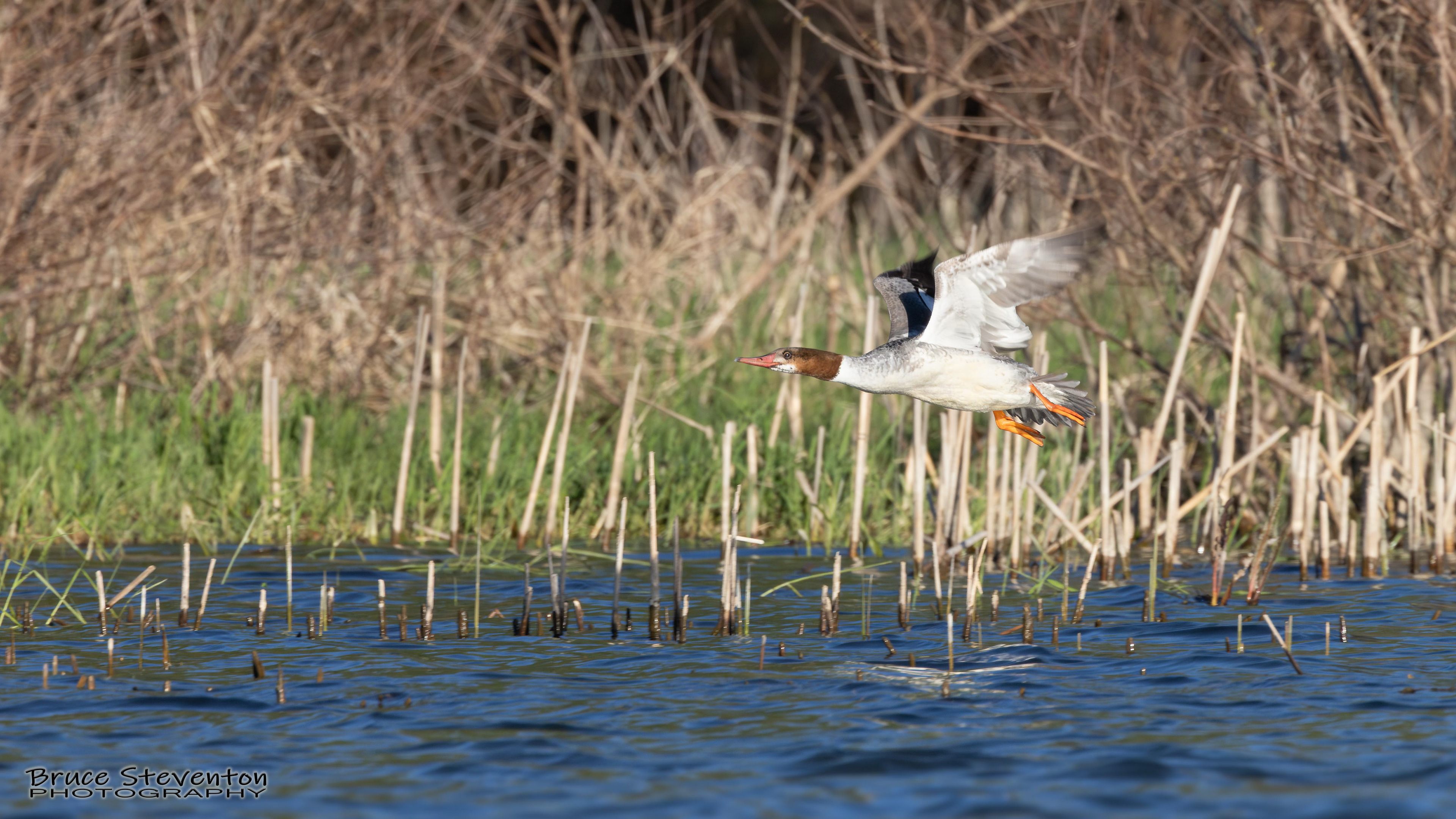Common Merganser (F) - Vergennes, VT