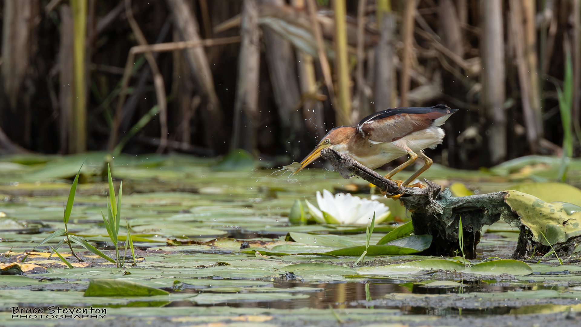 Least Bittern