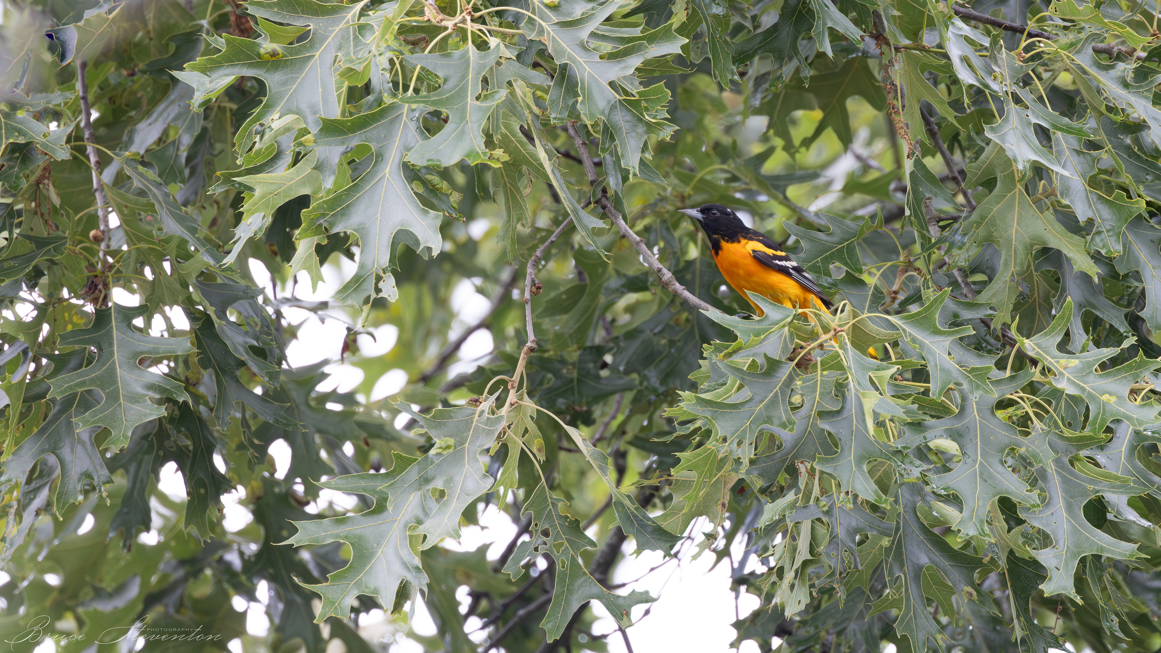 Baltimore Oriole