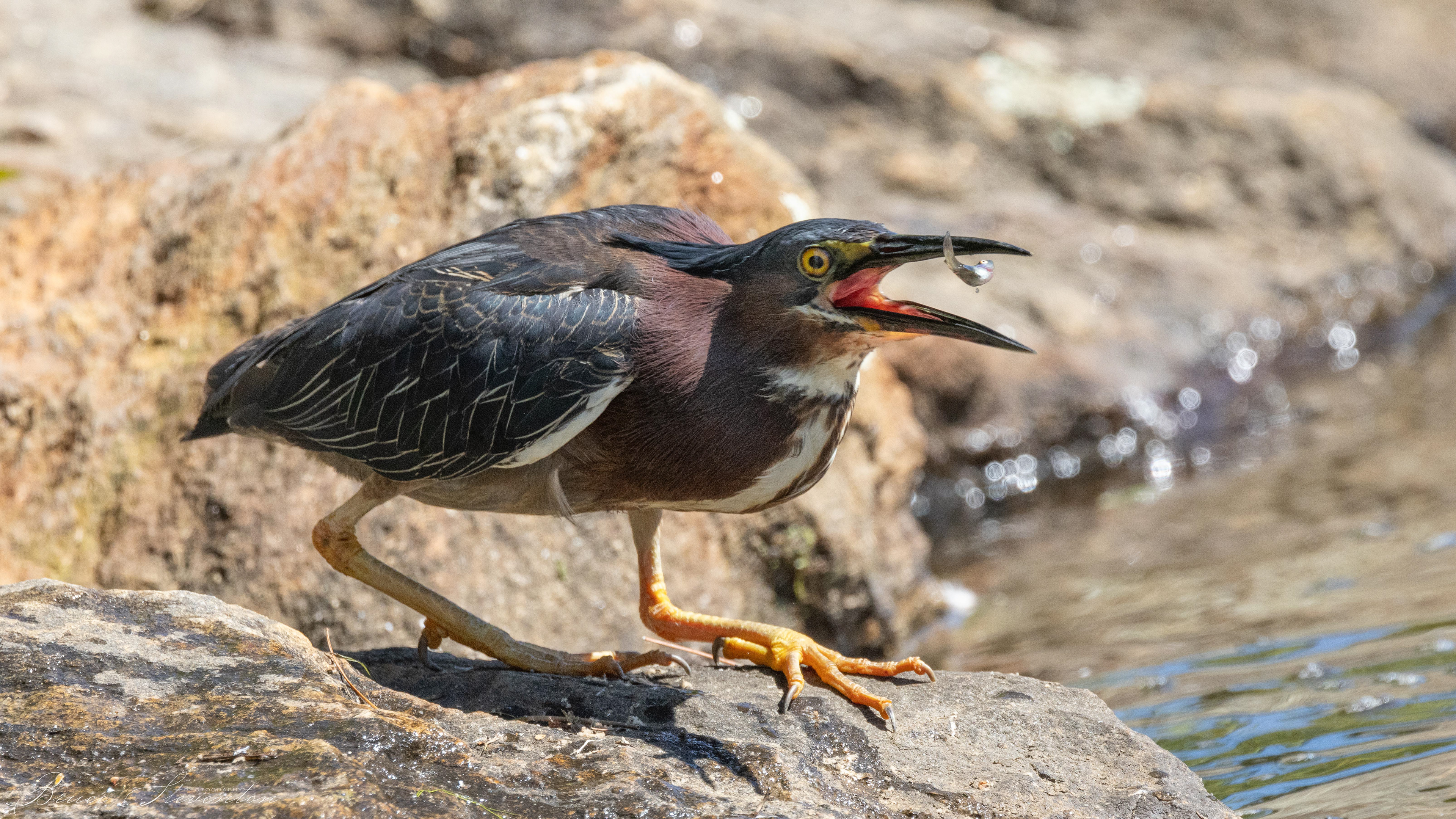 Green Heron - Lake Tomahawk