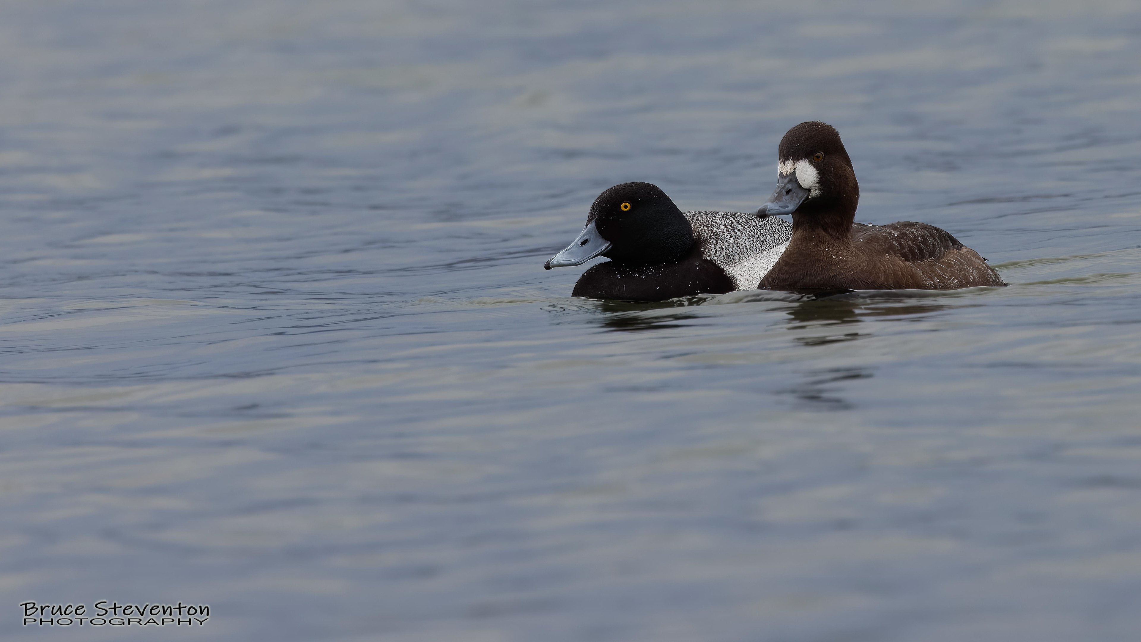 Greater Scaup - Addison, VT