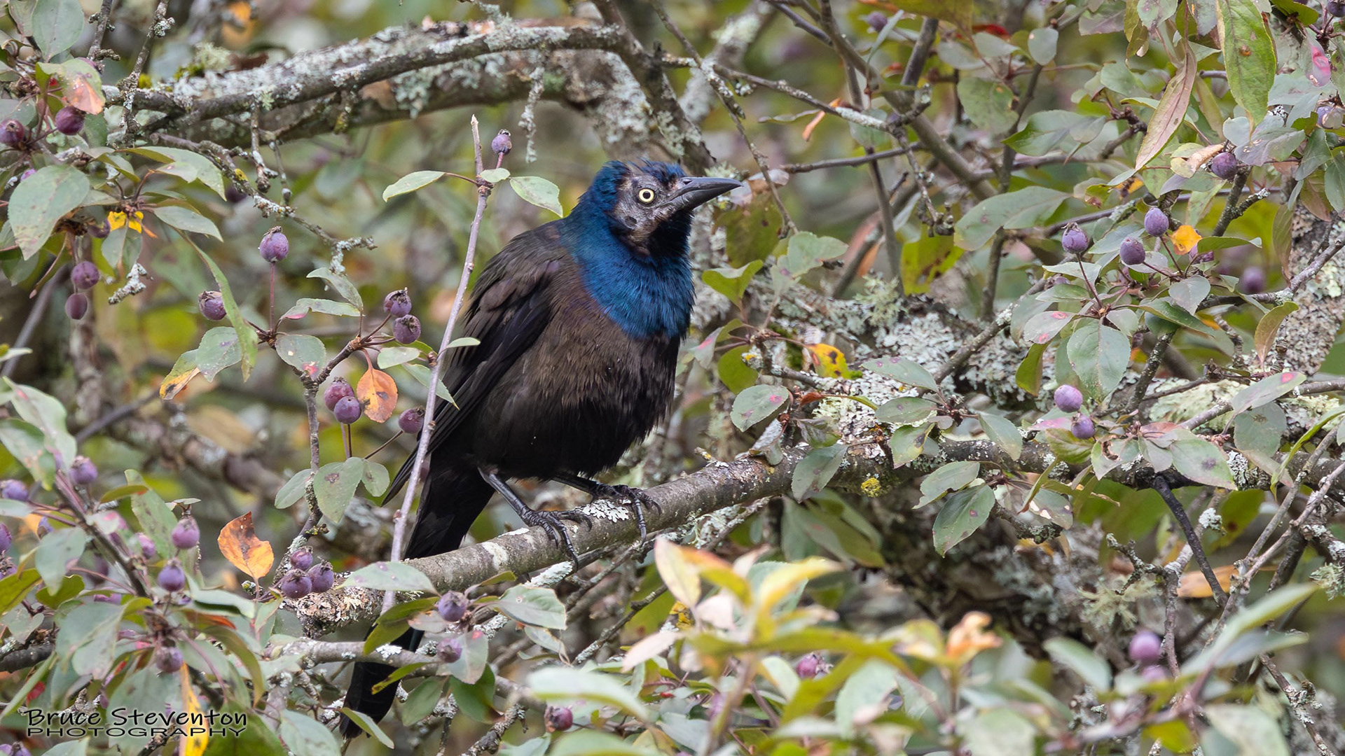 Common Grackle molting (Bad hair day)