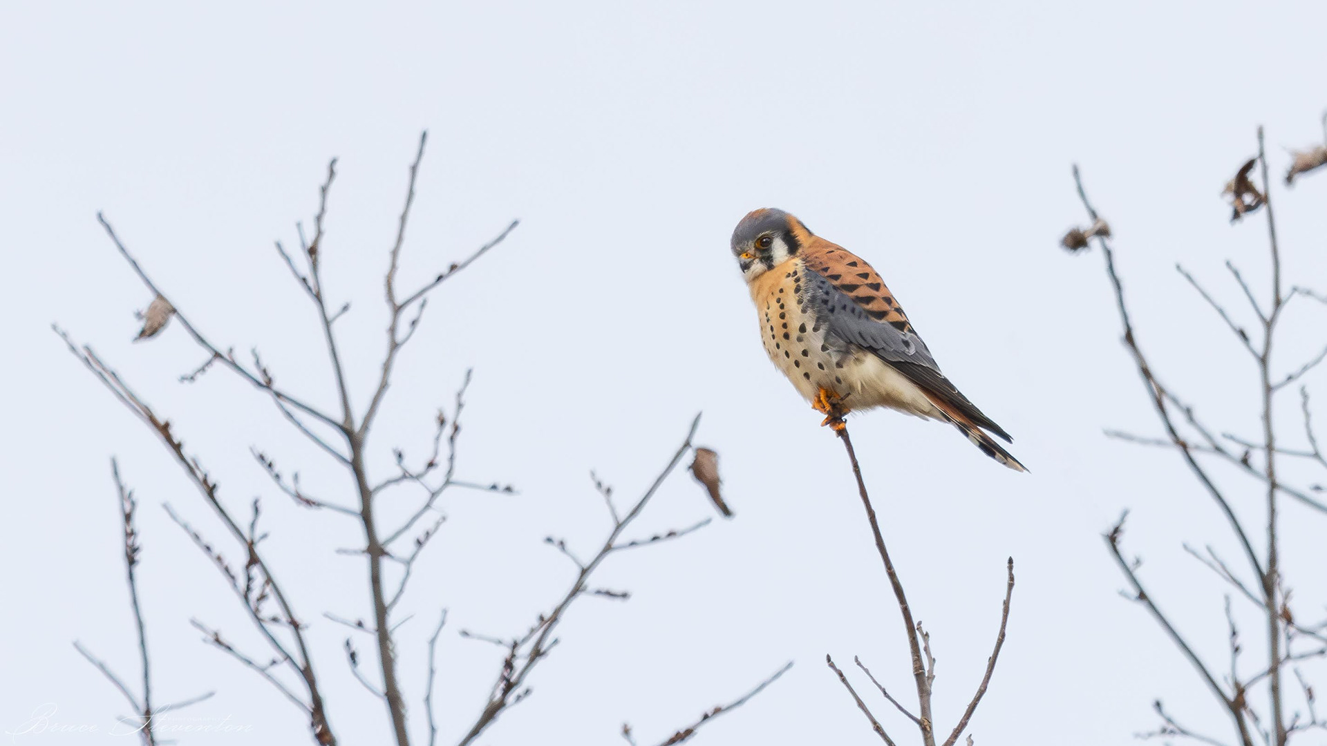 American Kestrel