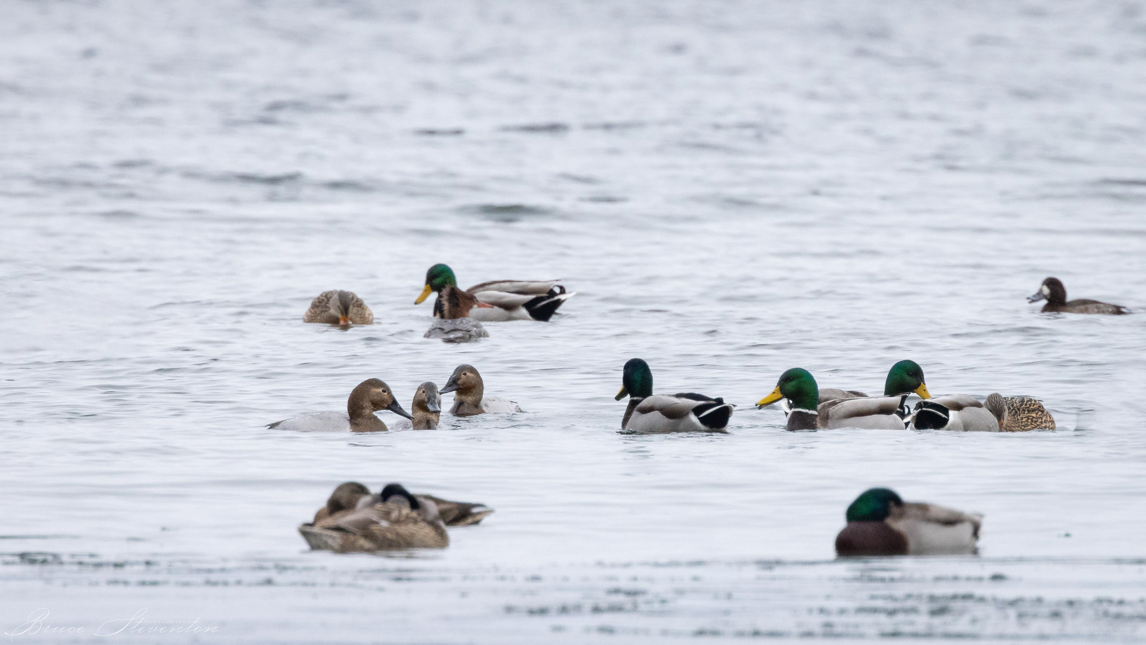 Mallard, Canvasback, and Lesser Scaup