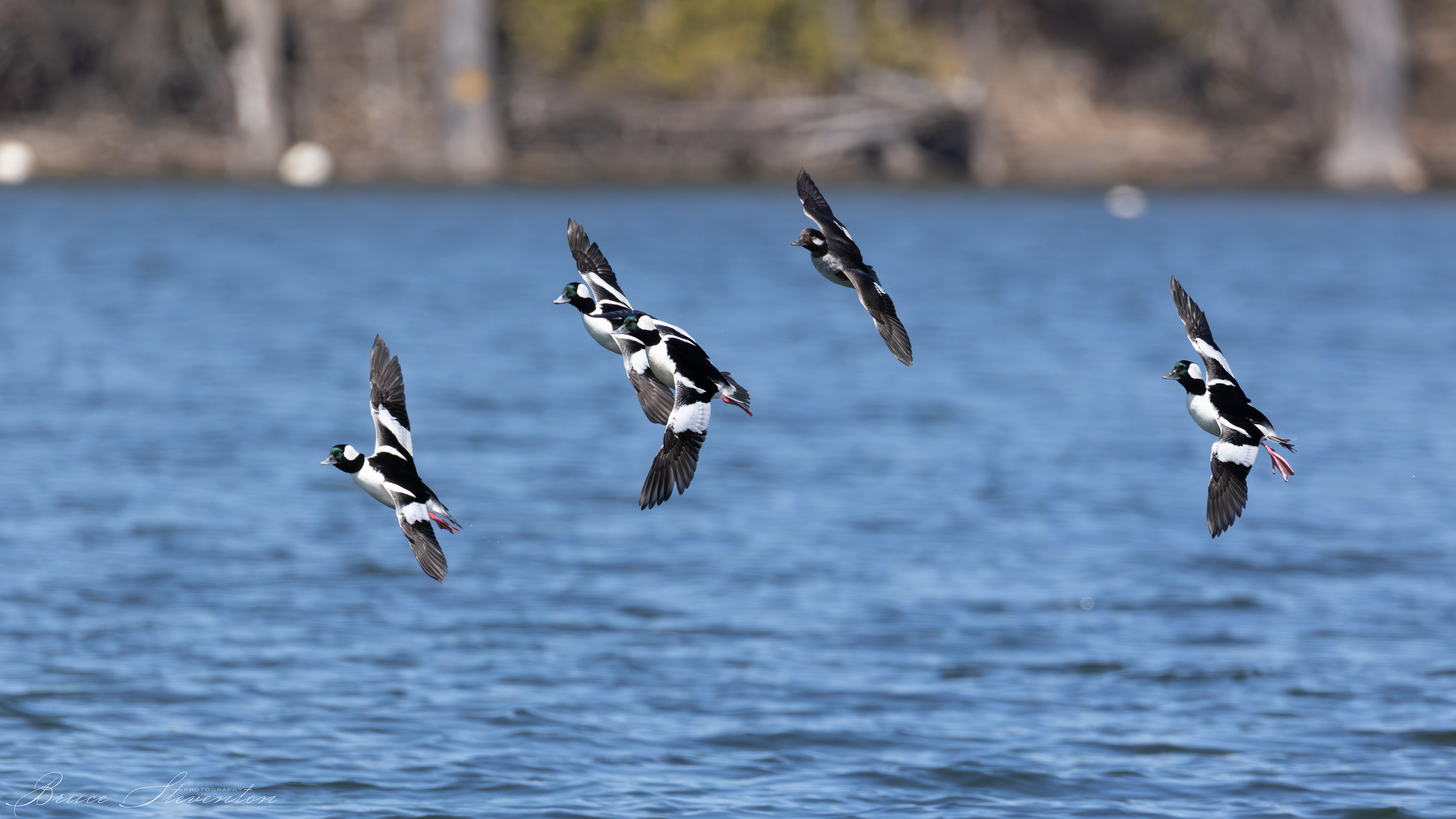 Bufflehead