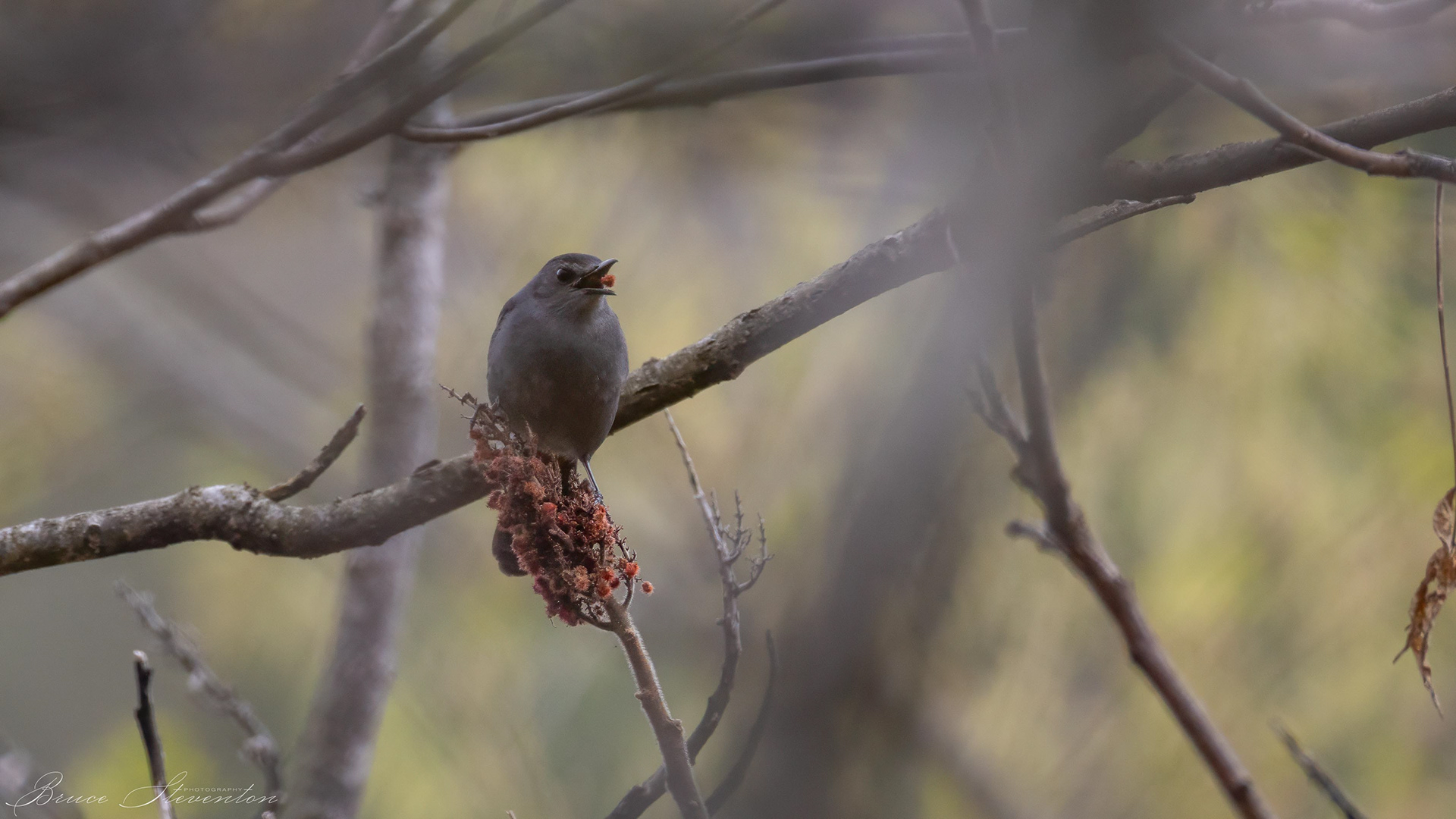 Gray Catbird