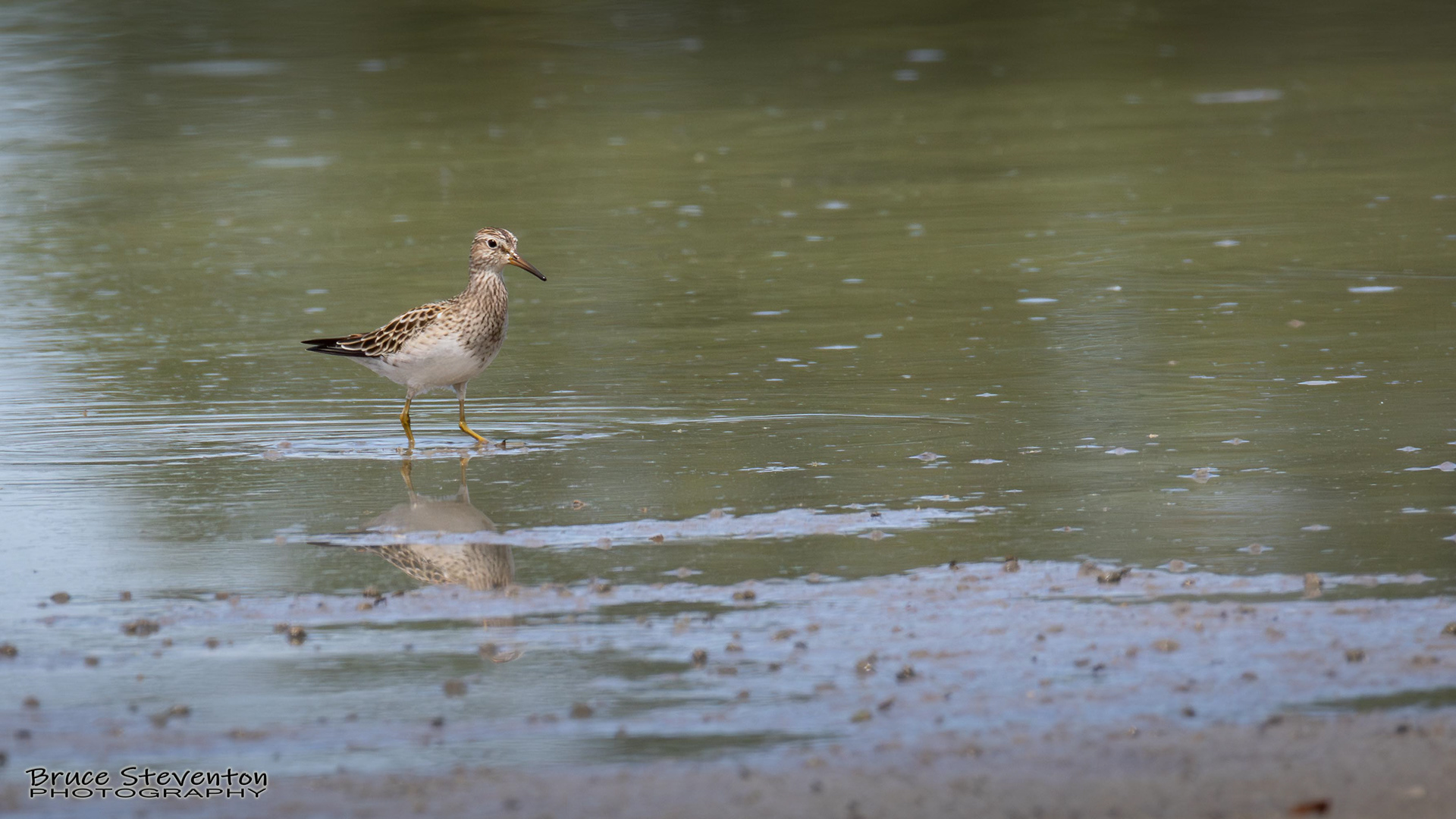Pectoral Sandpiper