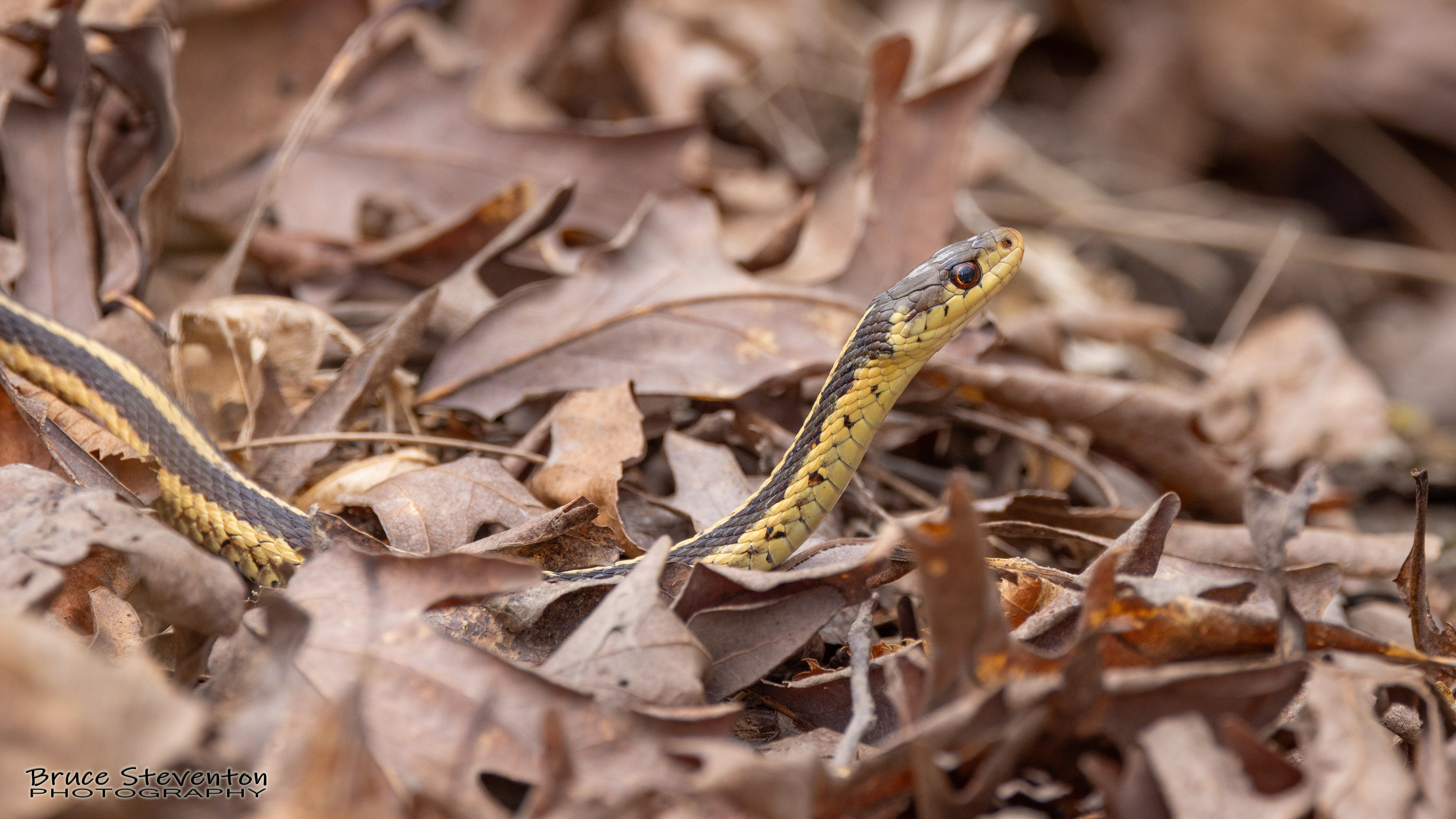 Garter Snake - Addison, VT