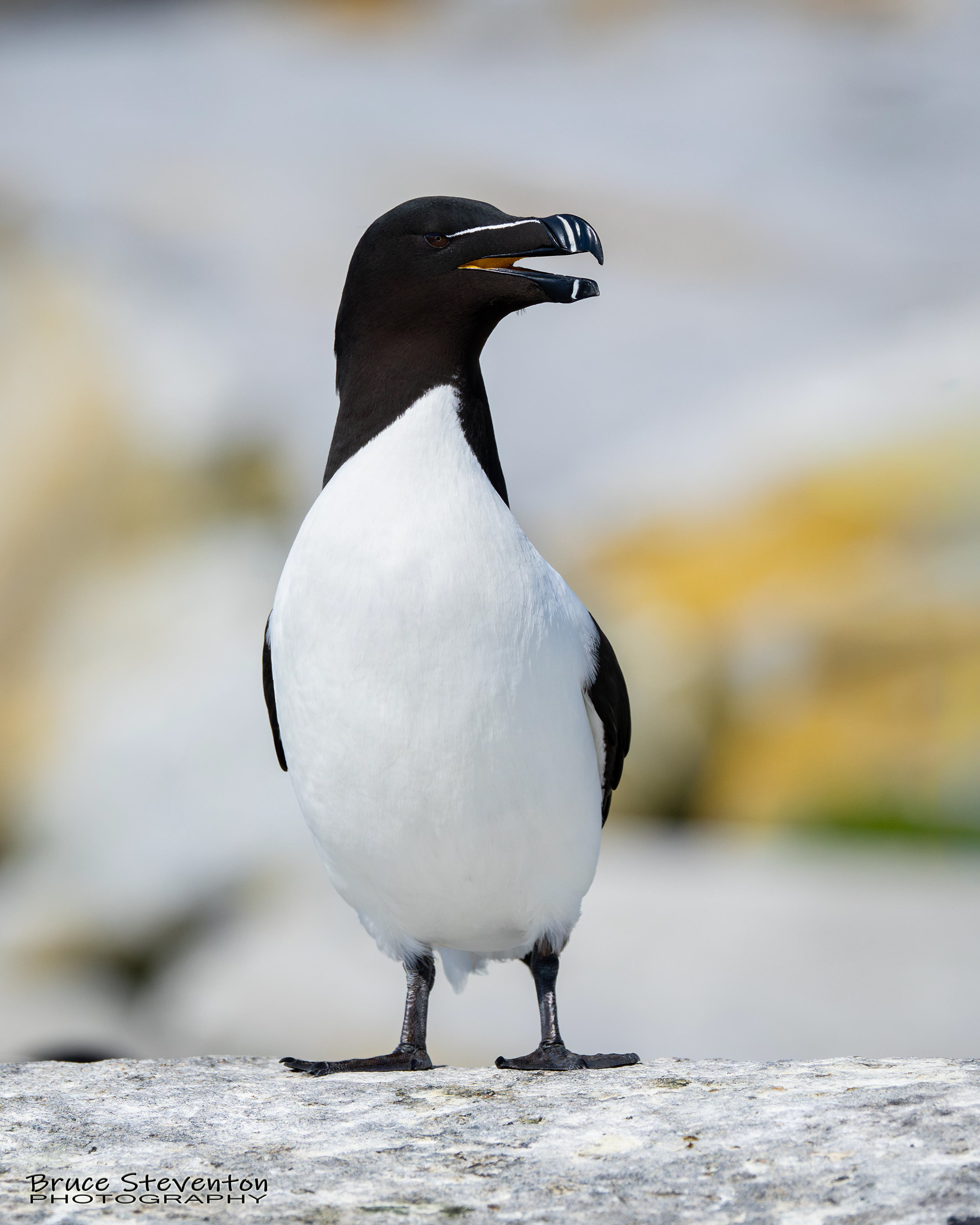Razorbill