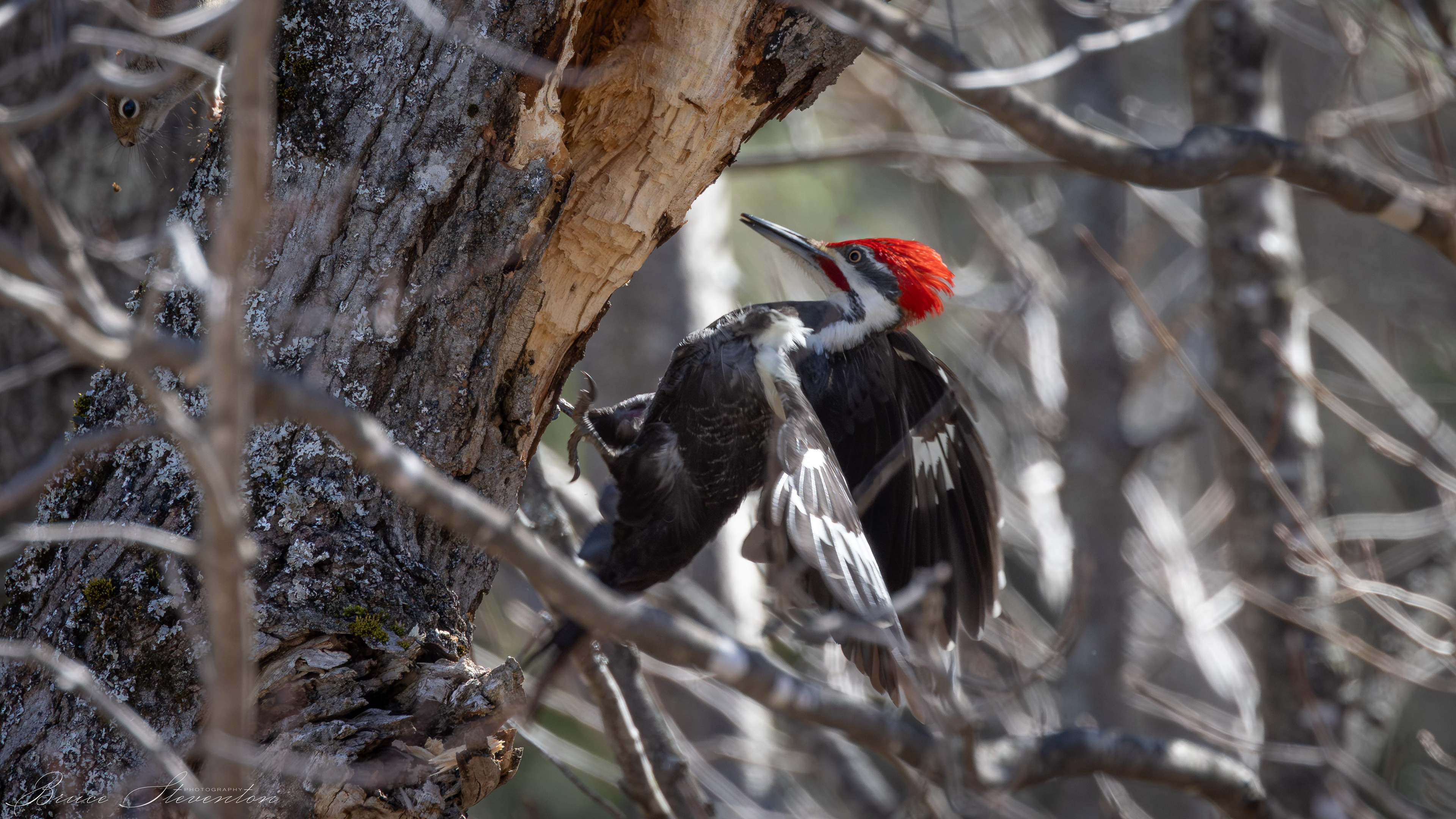 A red squirrel ran down the back side of the tree and startled him