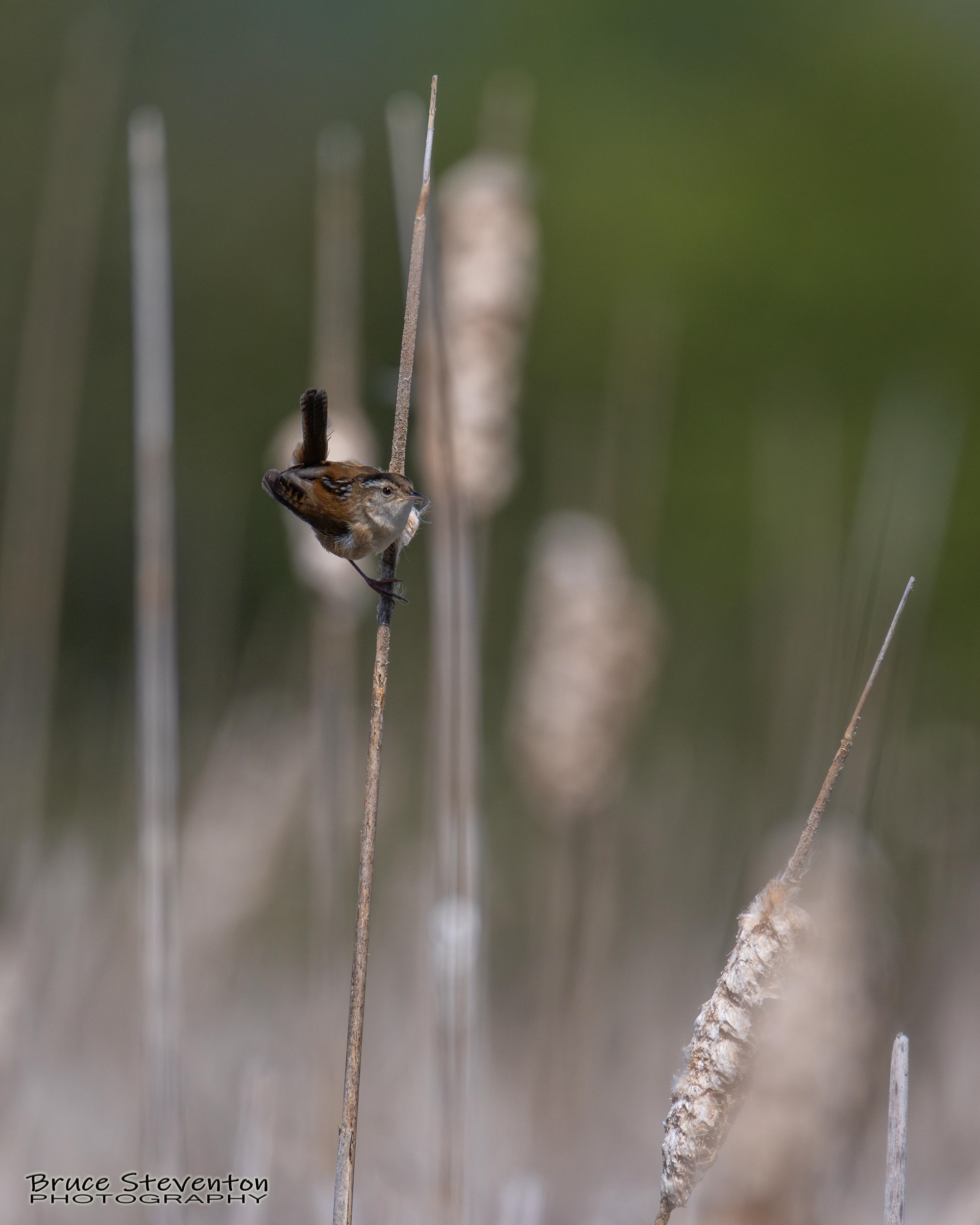 Marsh Wren