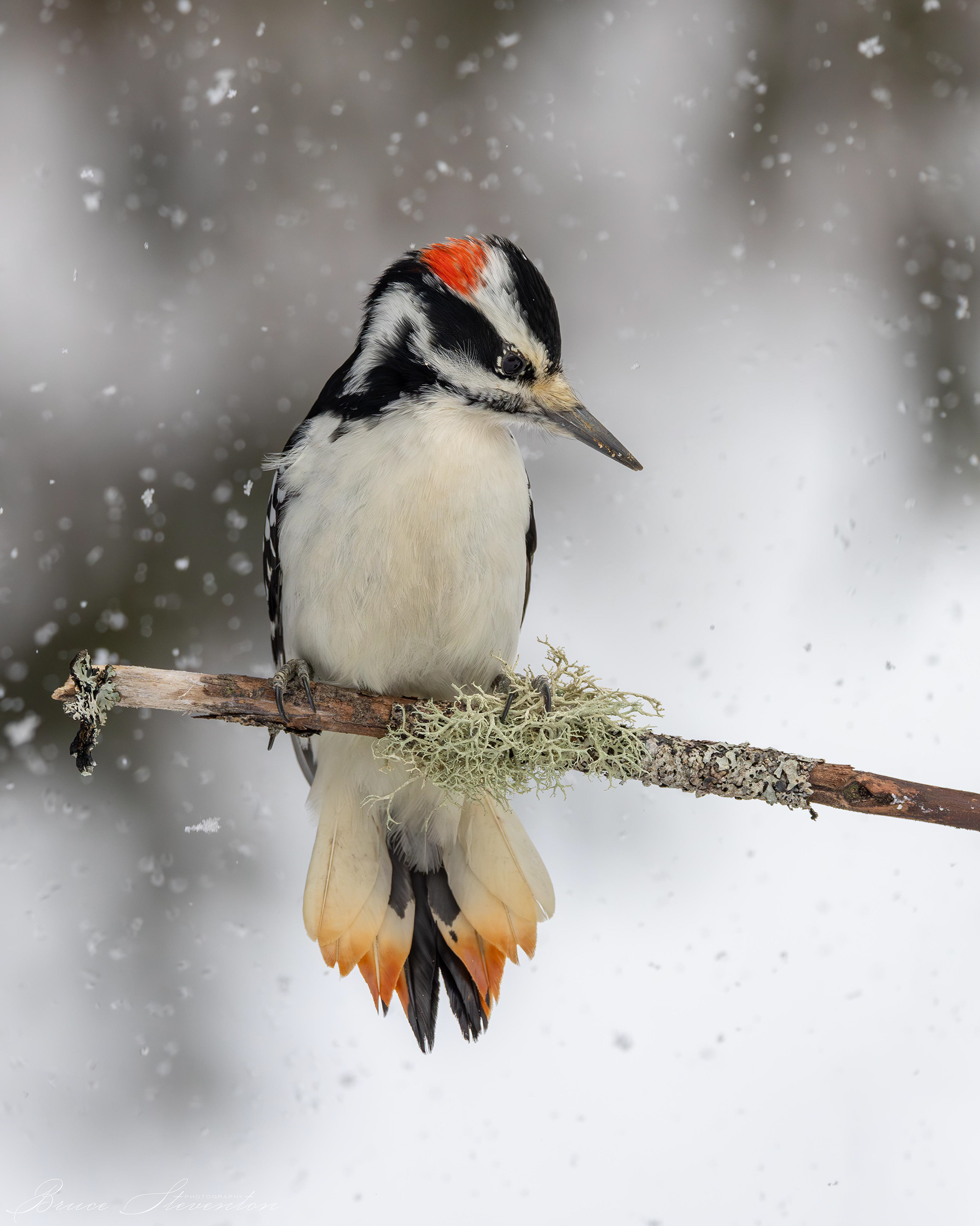 Hairy Woodpecker