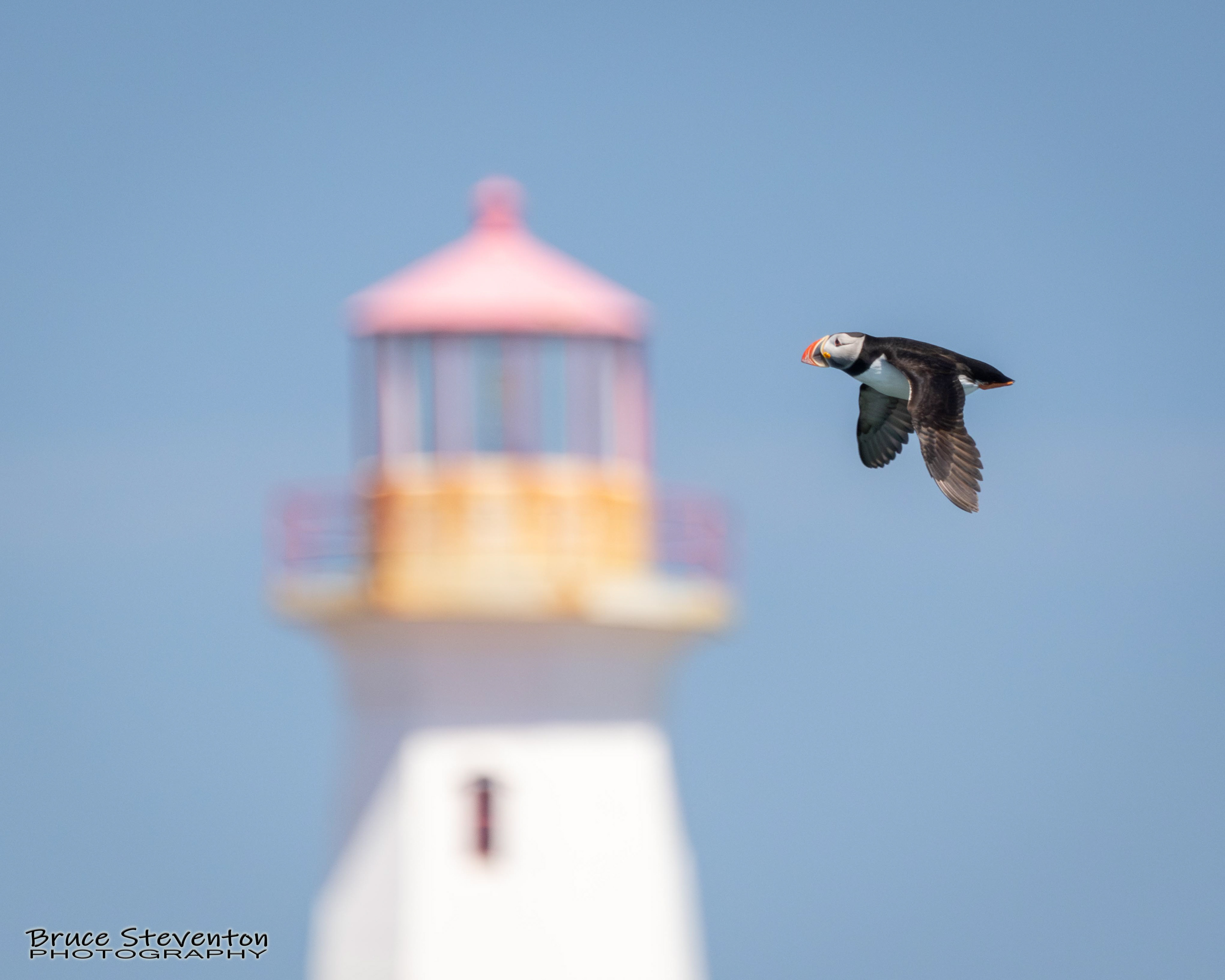 Atlantic Puffin