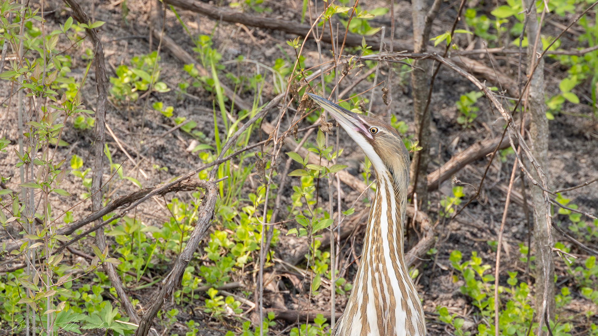 American Bittern