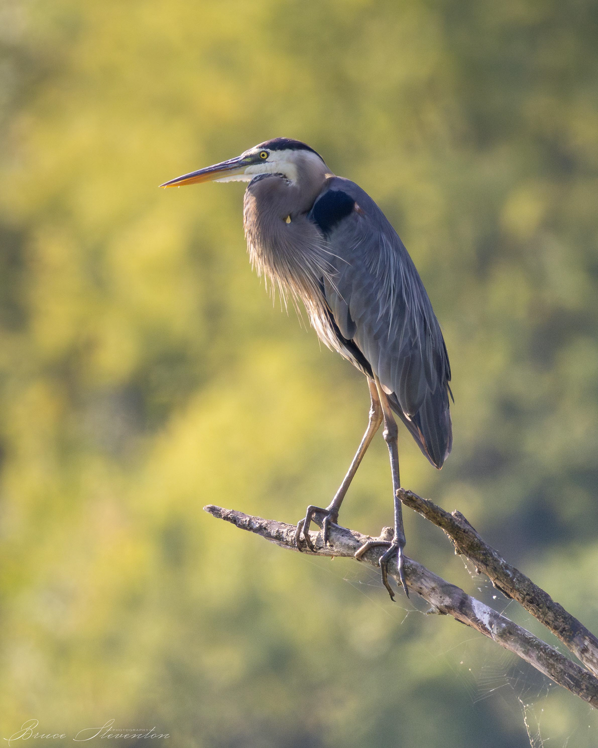 Great Blue Heron