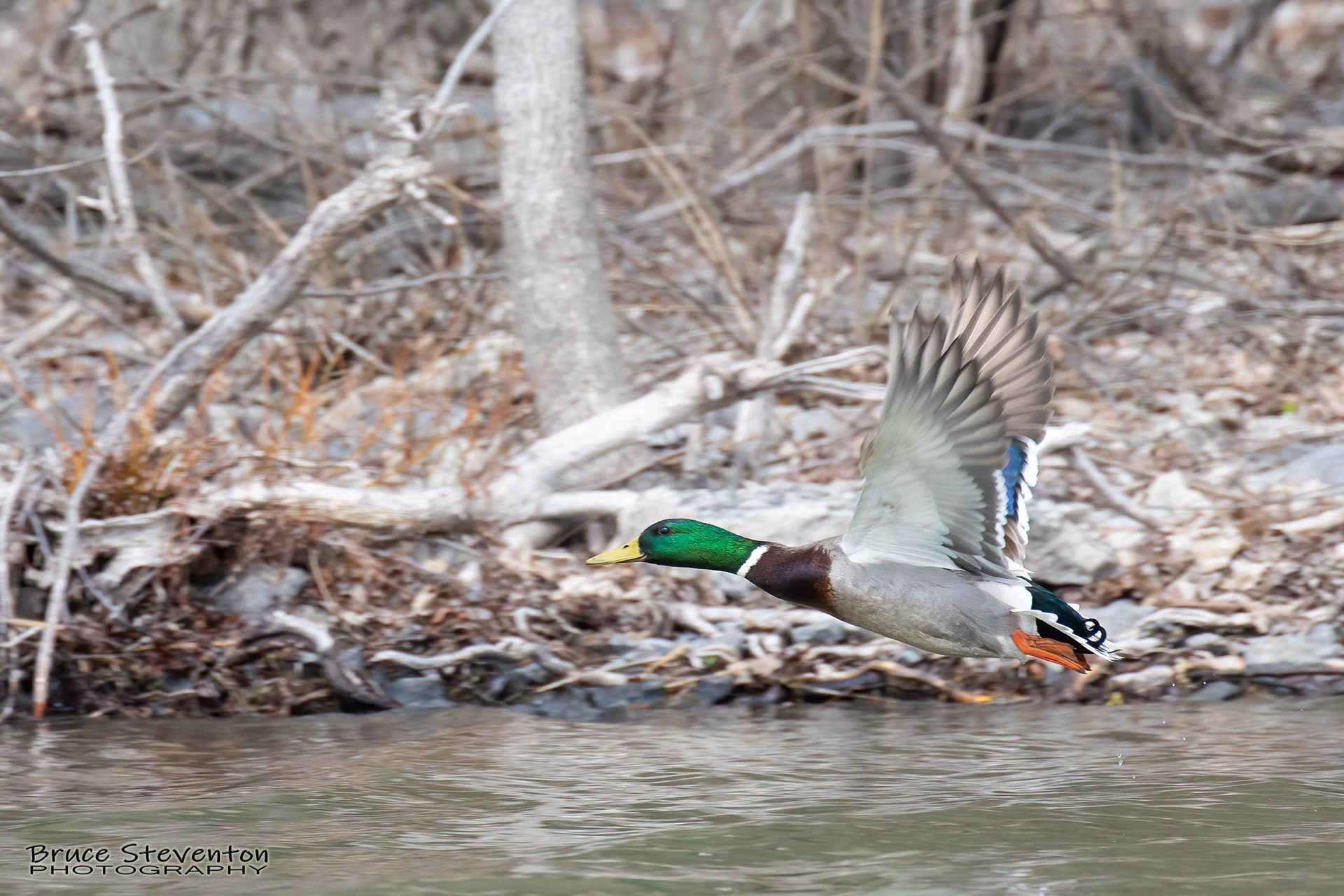 Mallard - Shoreham, VT