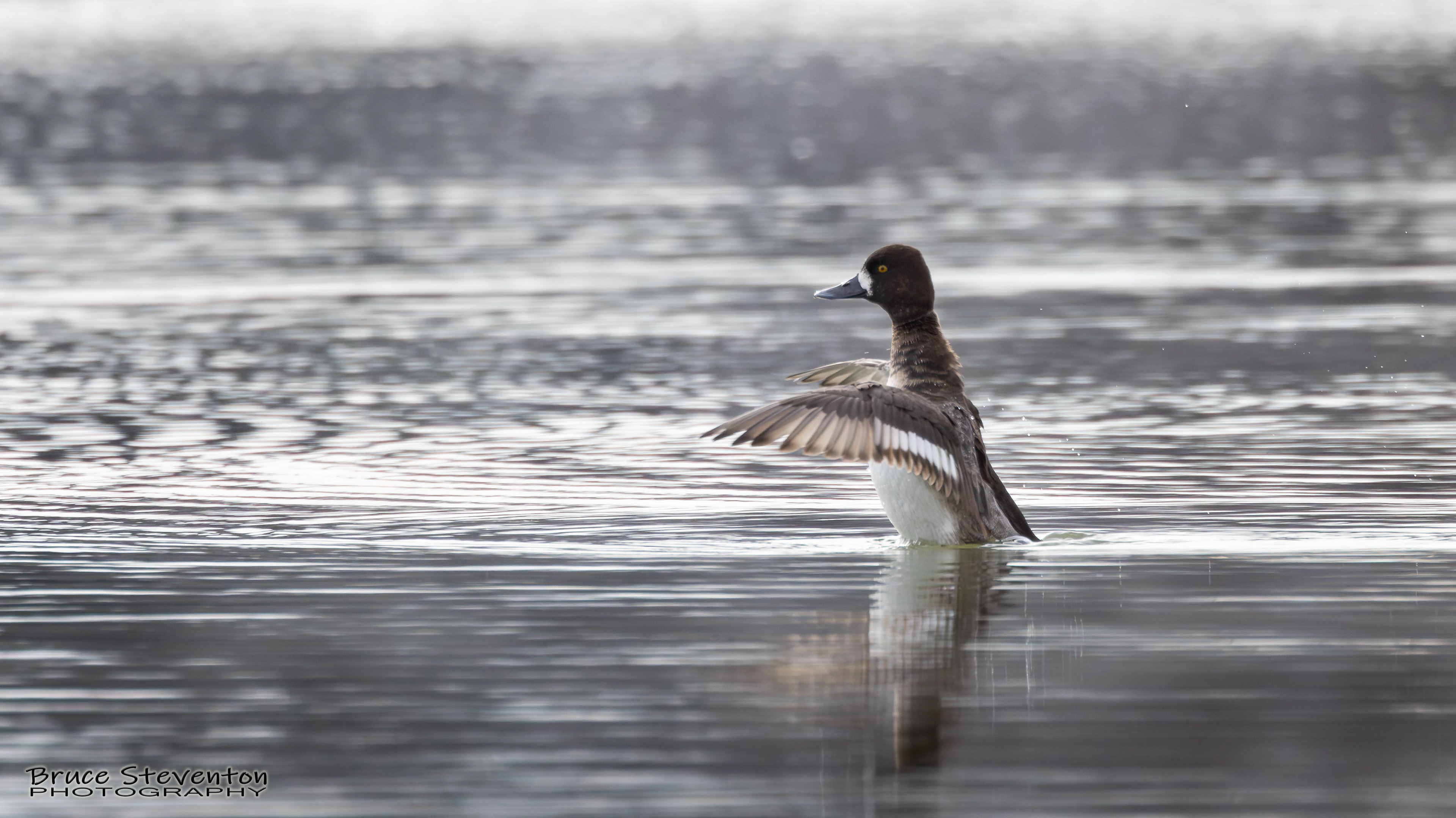 Greater Scaup (F) - Addison, VT