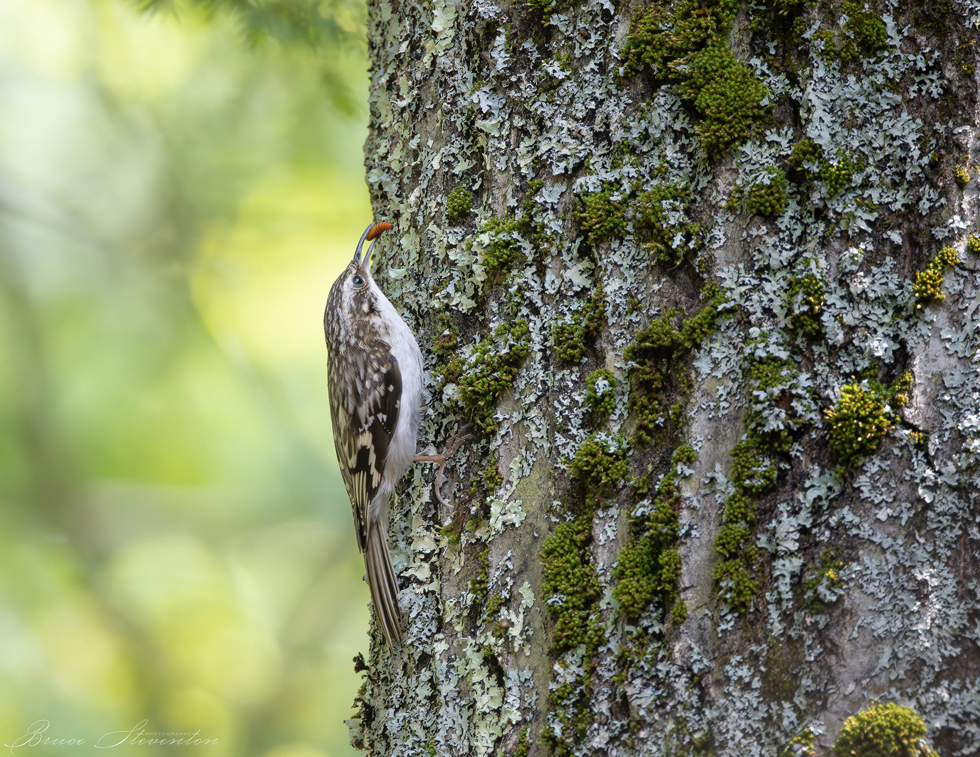 Brown Creeper