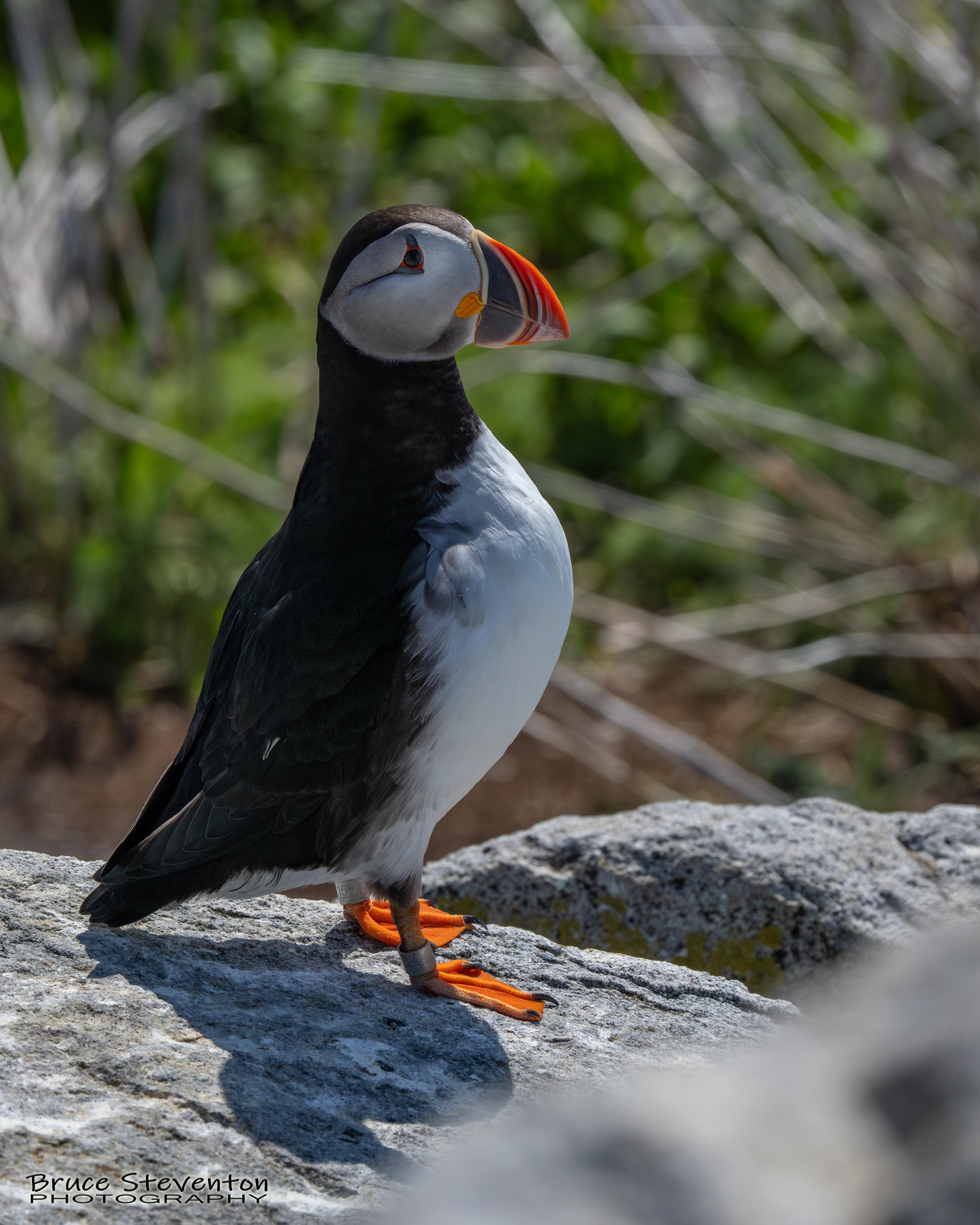 Atlantic Puffin