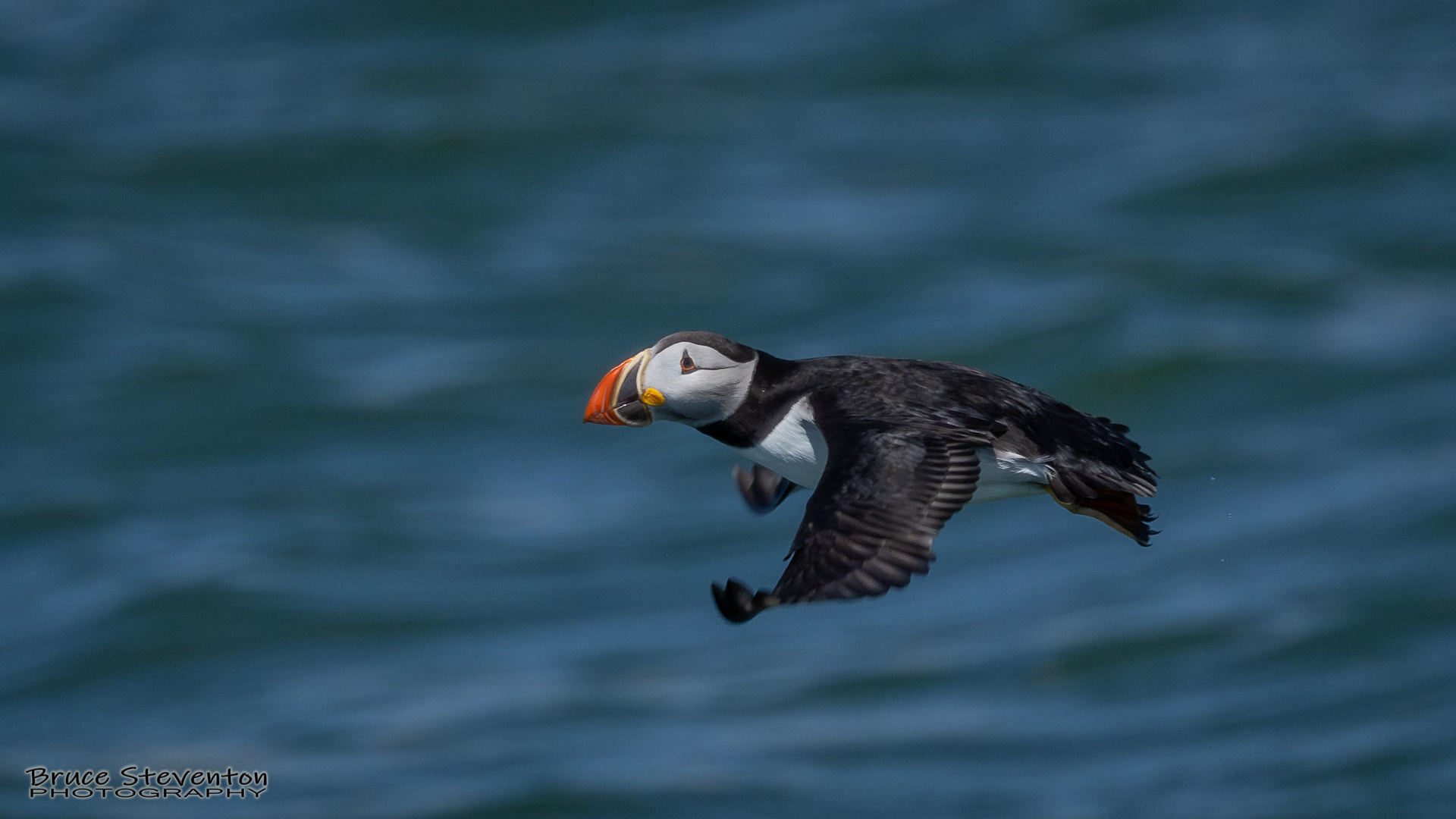 Atlantic Puffin
