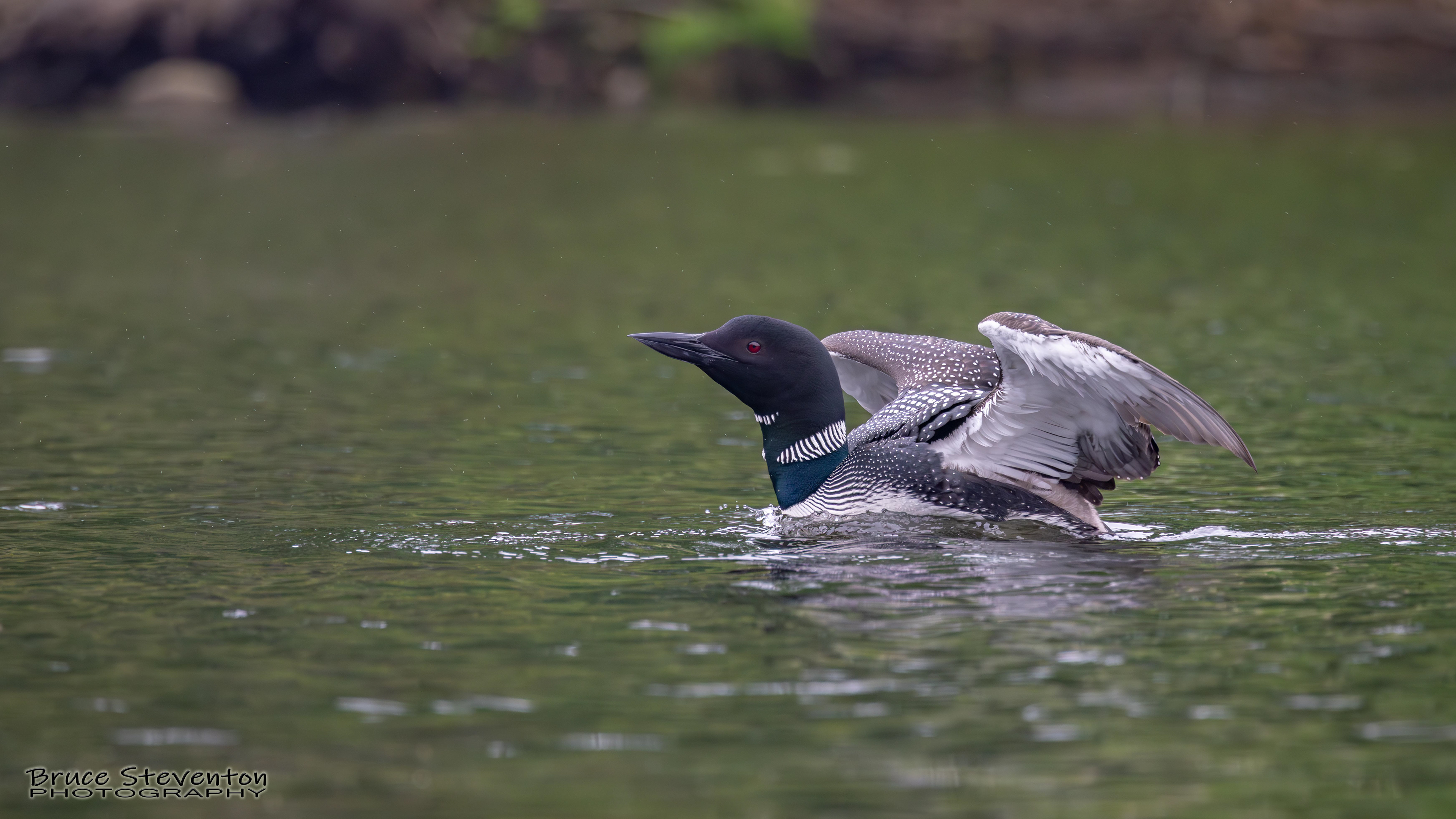 Common Loon - West Gardiner, ME