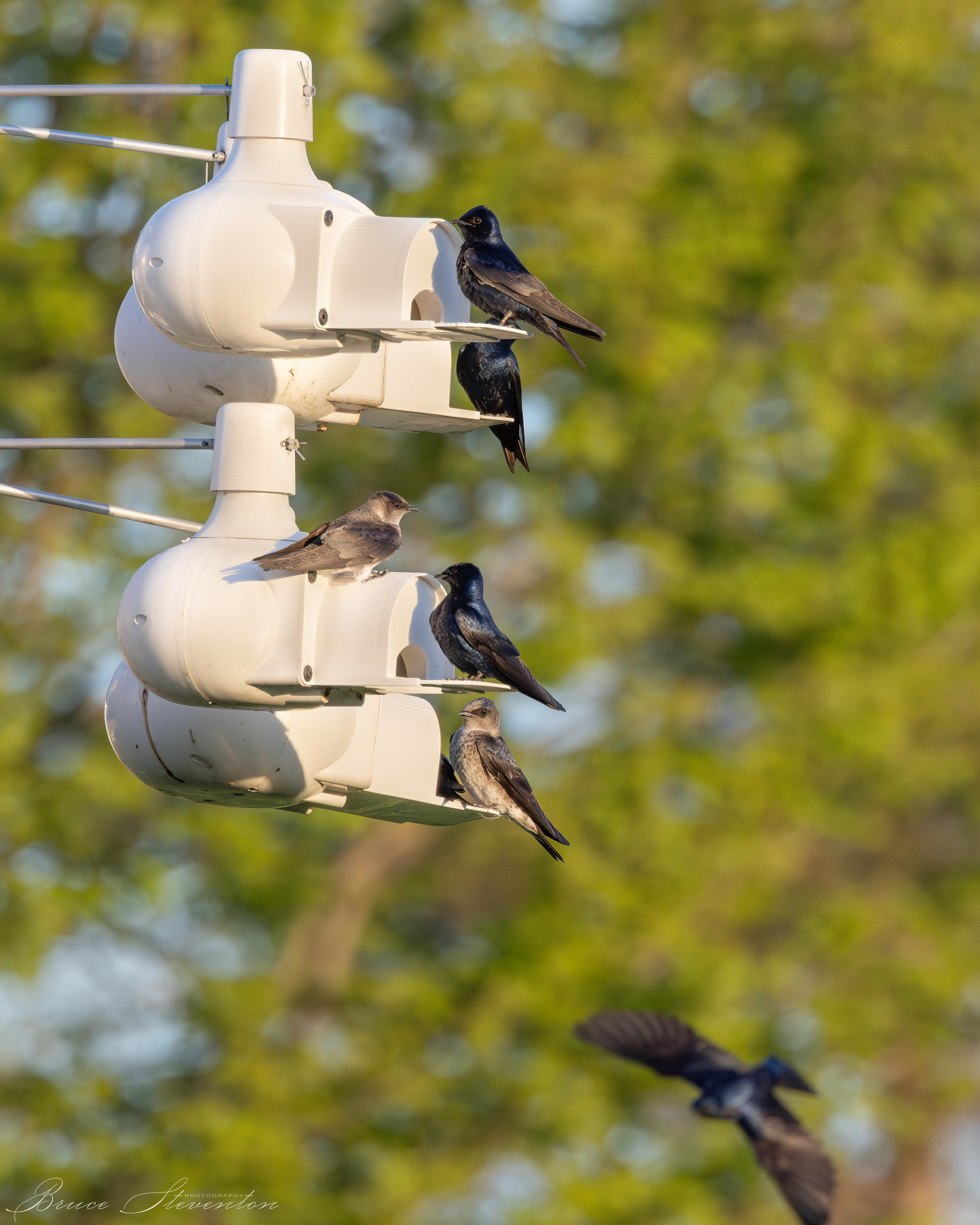 Purple Martin