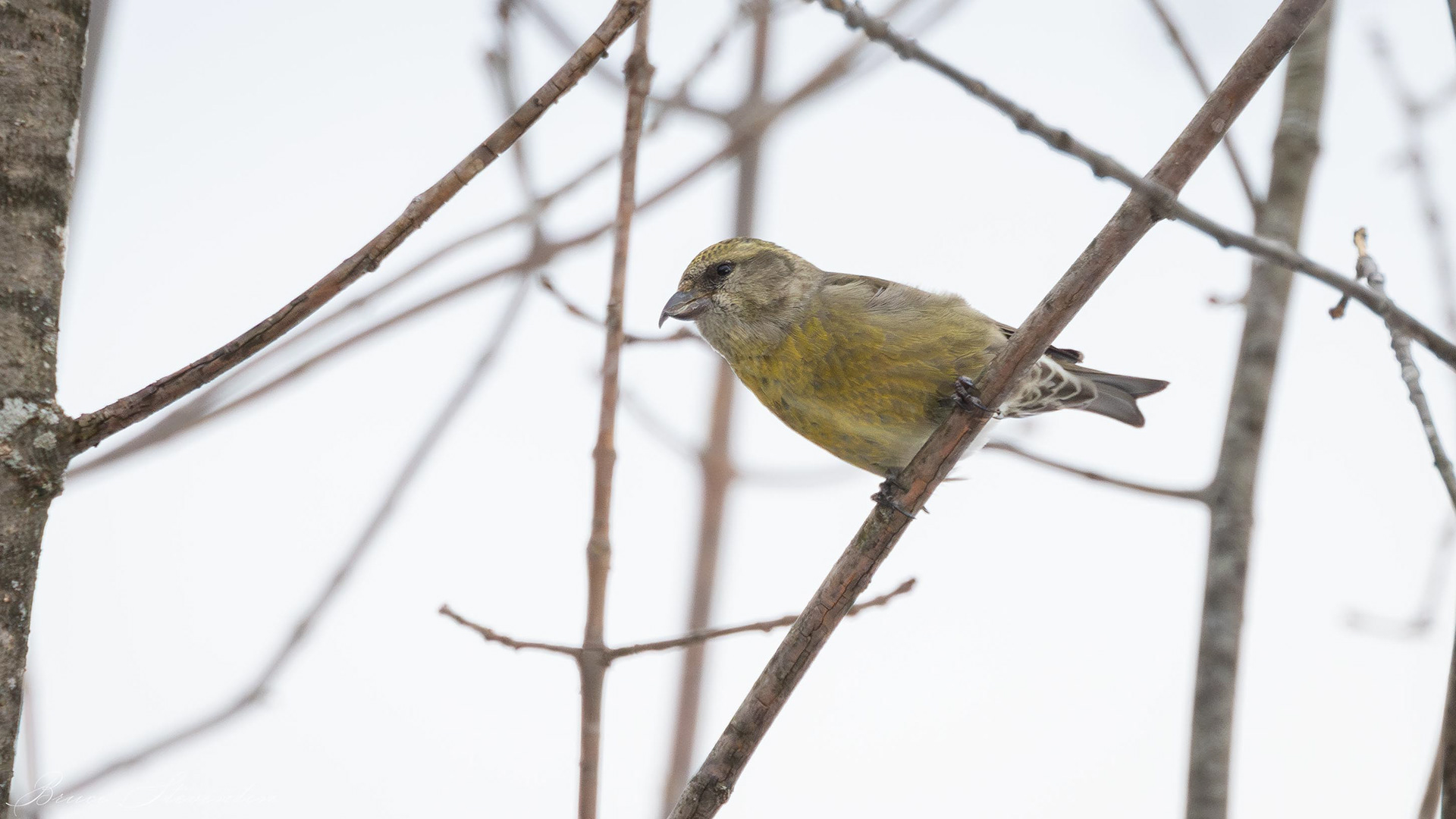 Red Crossbill - Rochester, VT