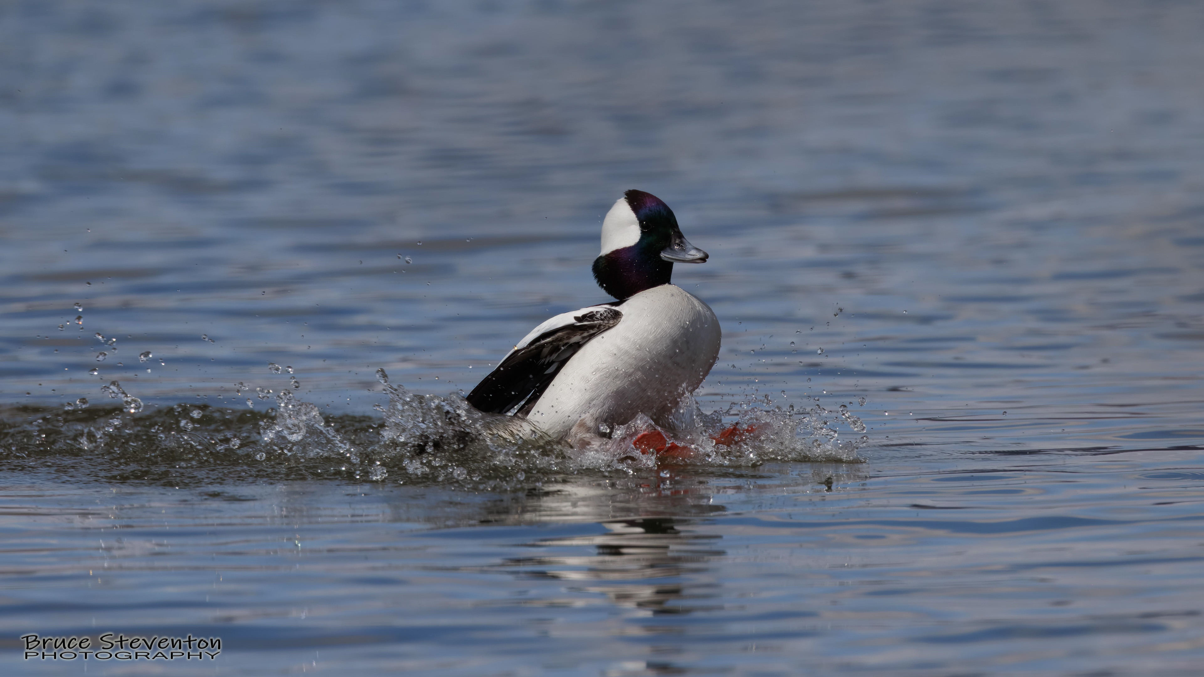 Bufflehead (M) - Addison, VT