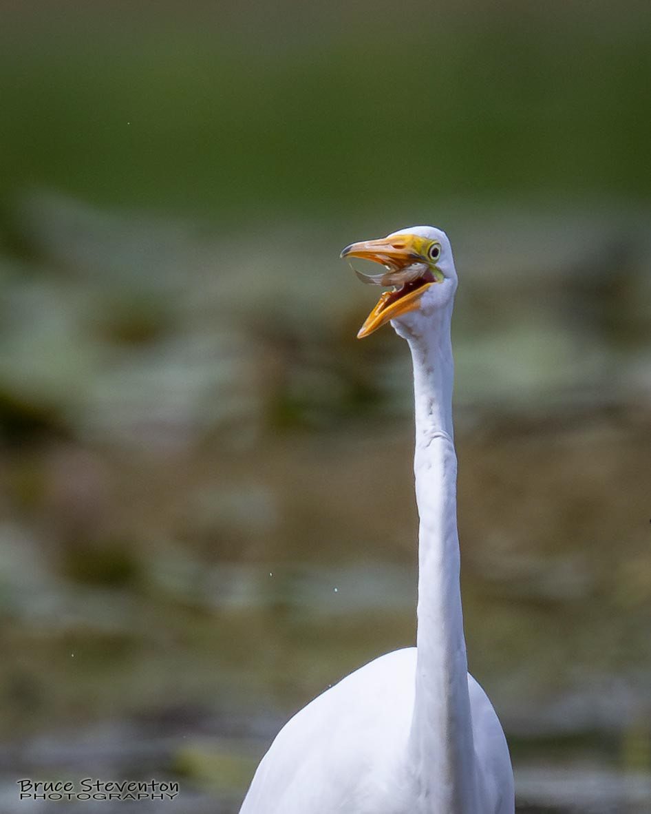 Great Egret
