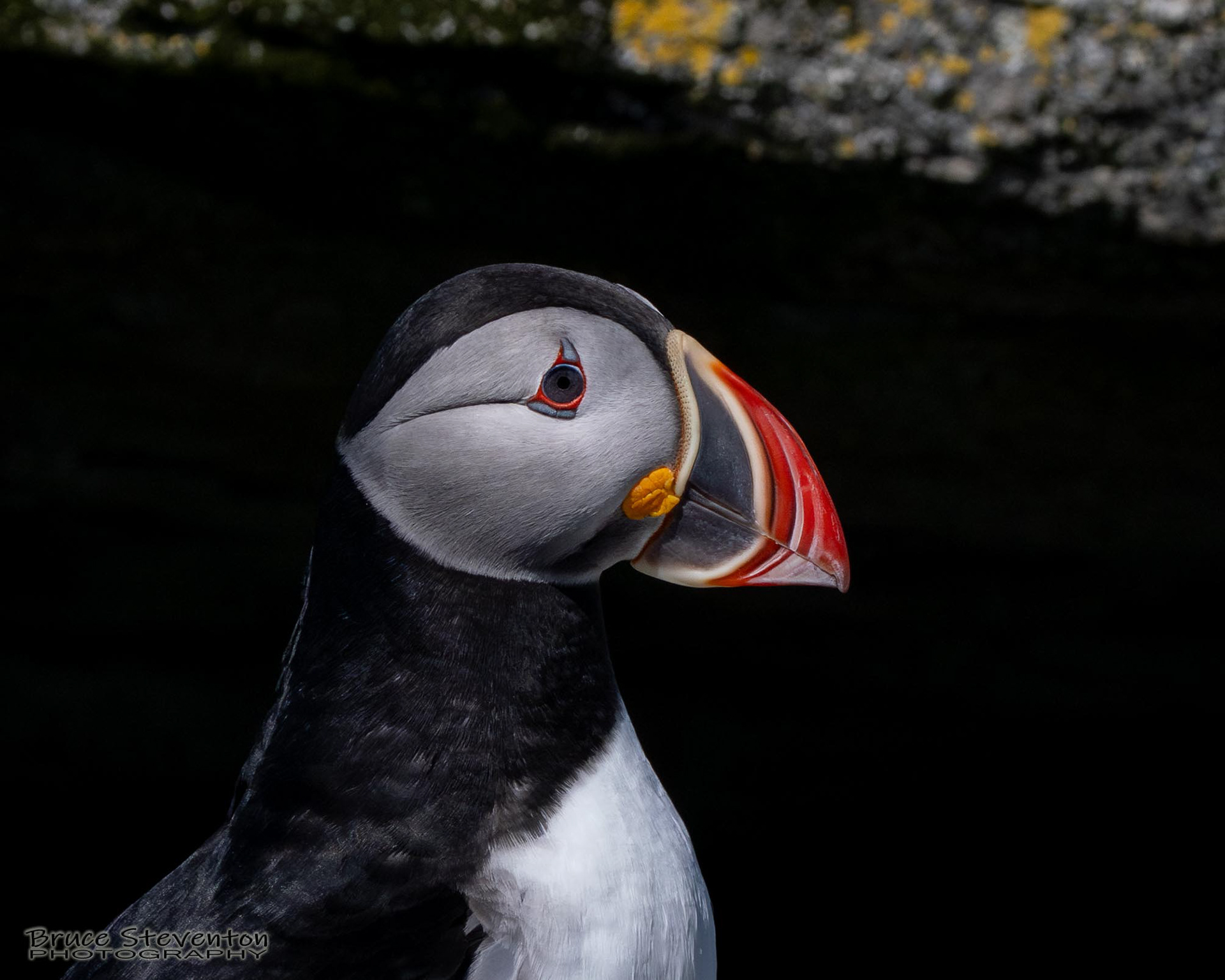 Atlantic Puffin