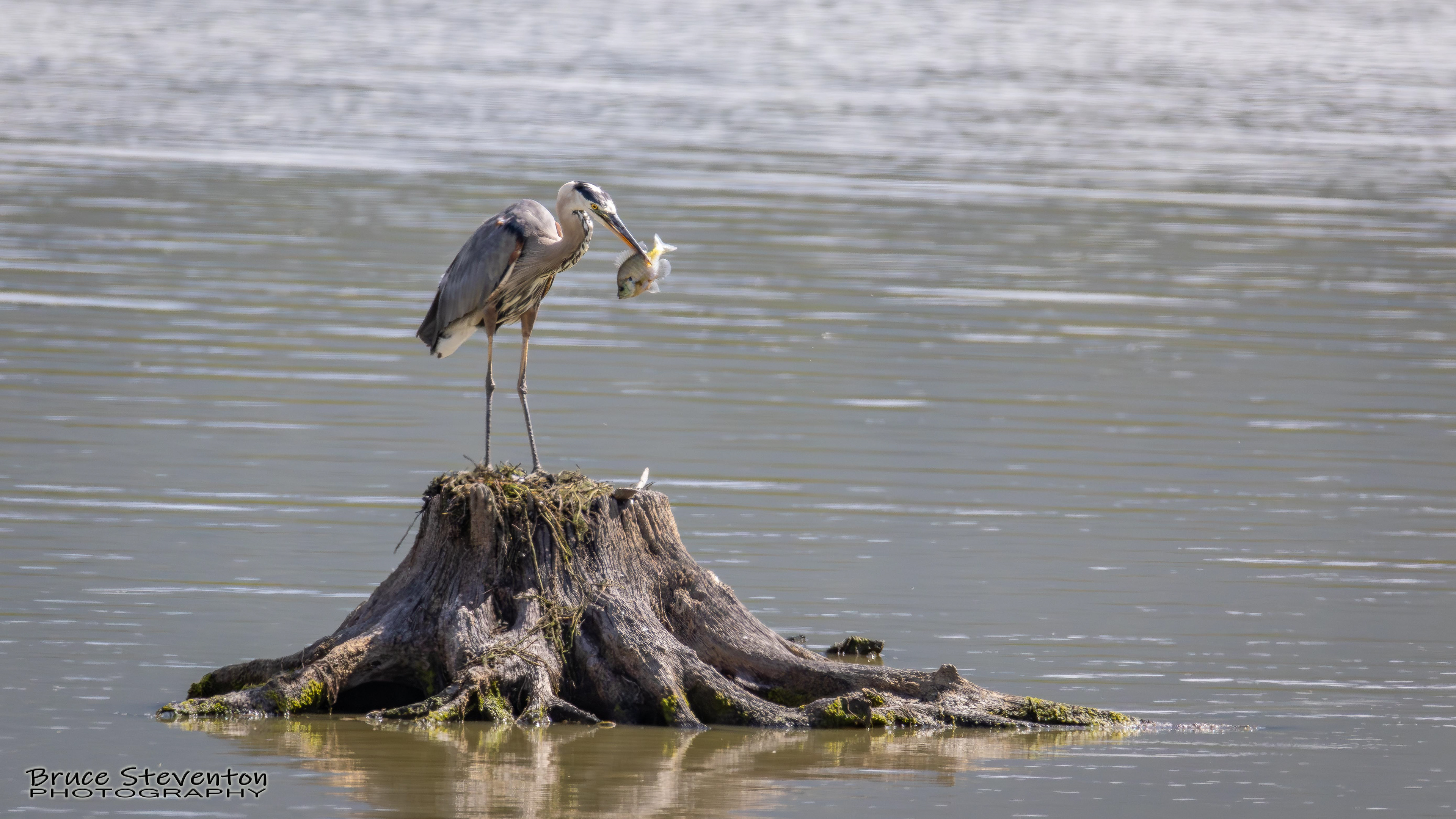 Great Blue Heron
