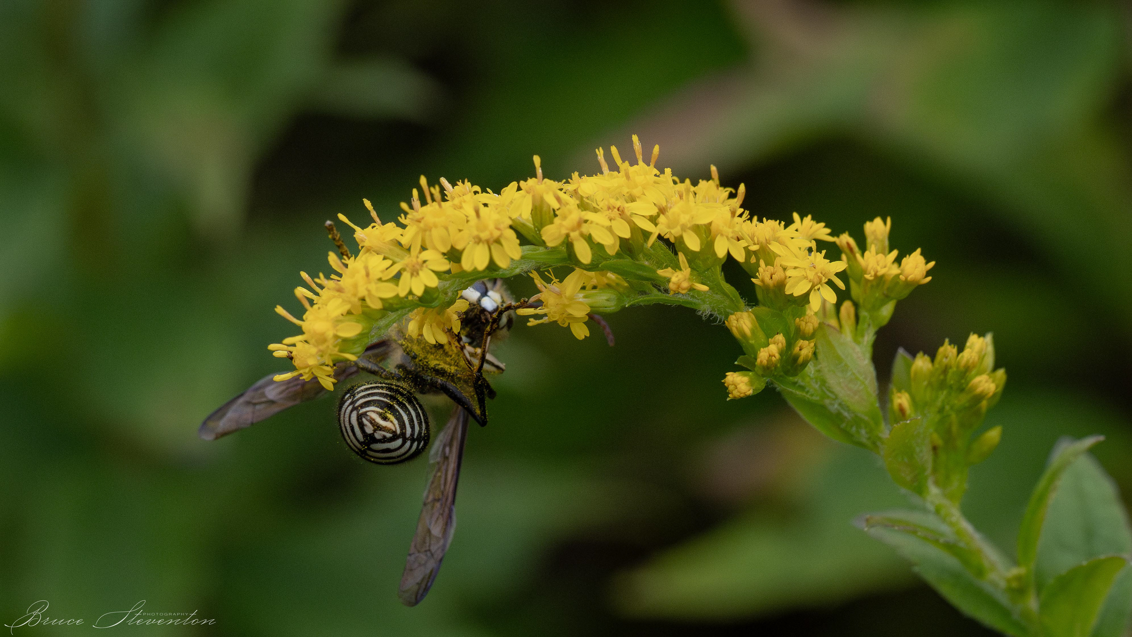 White-faced Hornet on Goldenrod