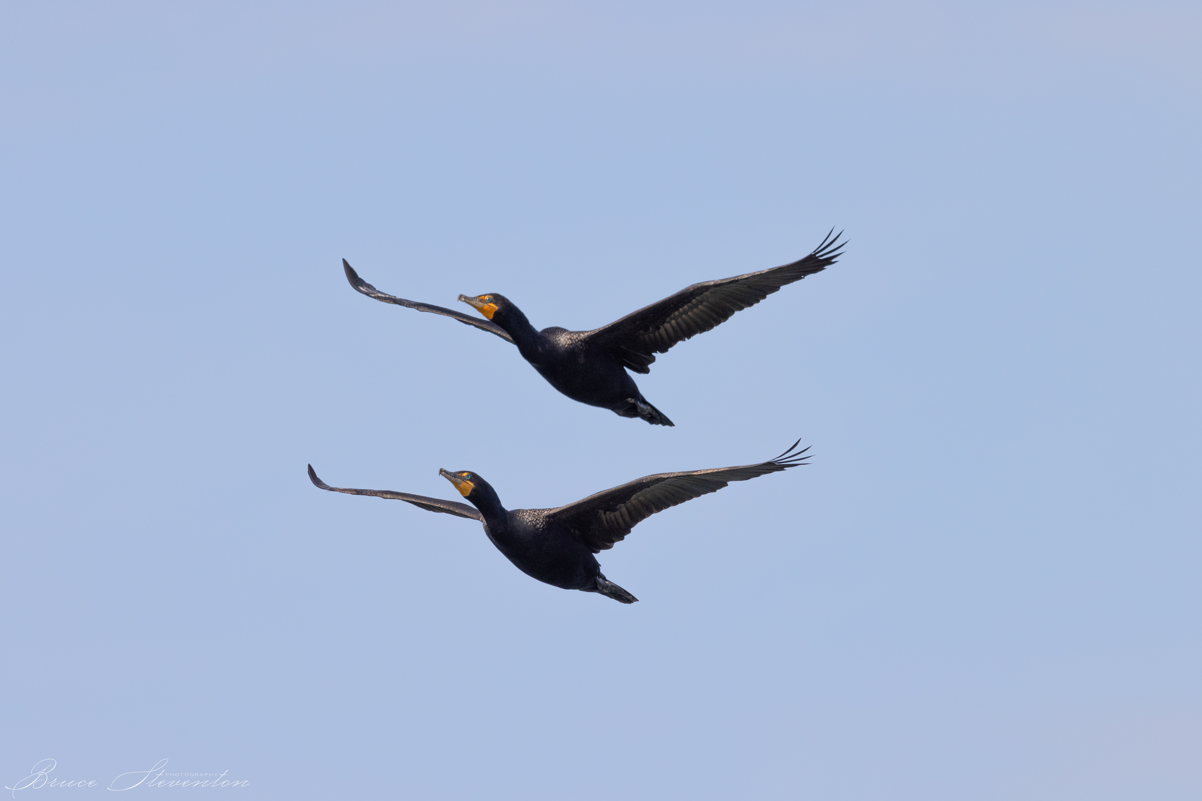 Double-crested Cormorant