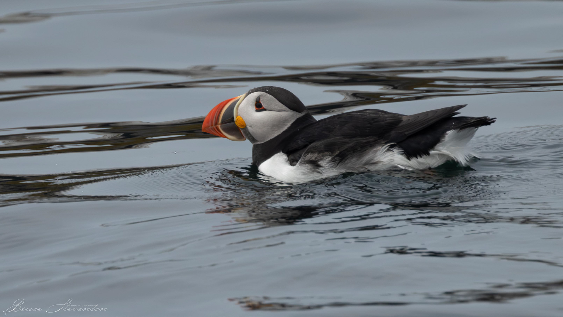 Atlantic Puffin