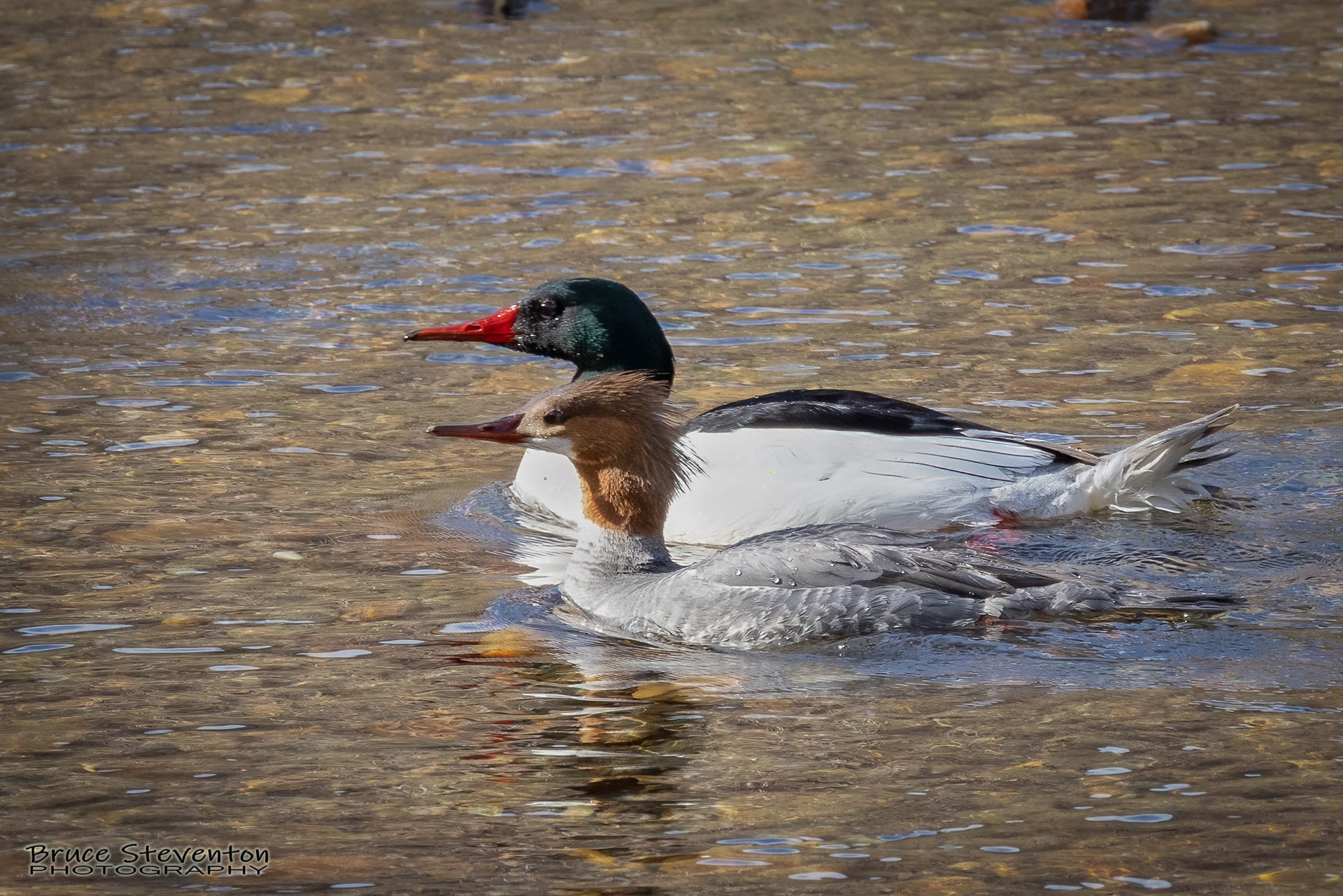Merganser - Rochester, VT