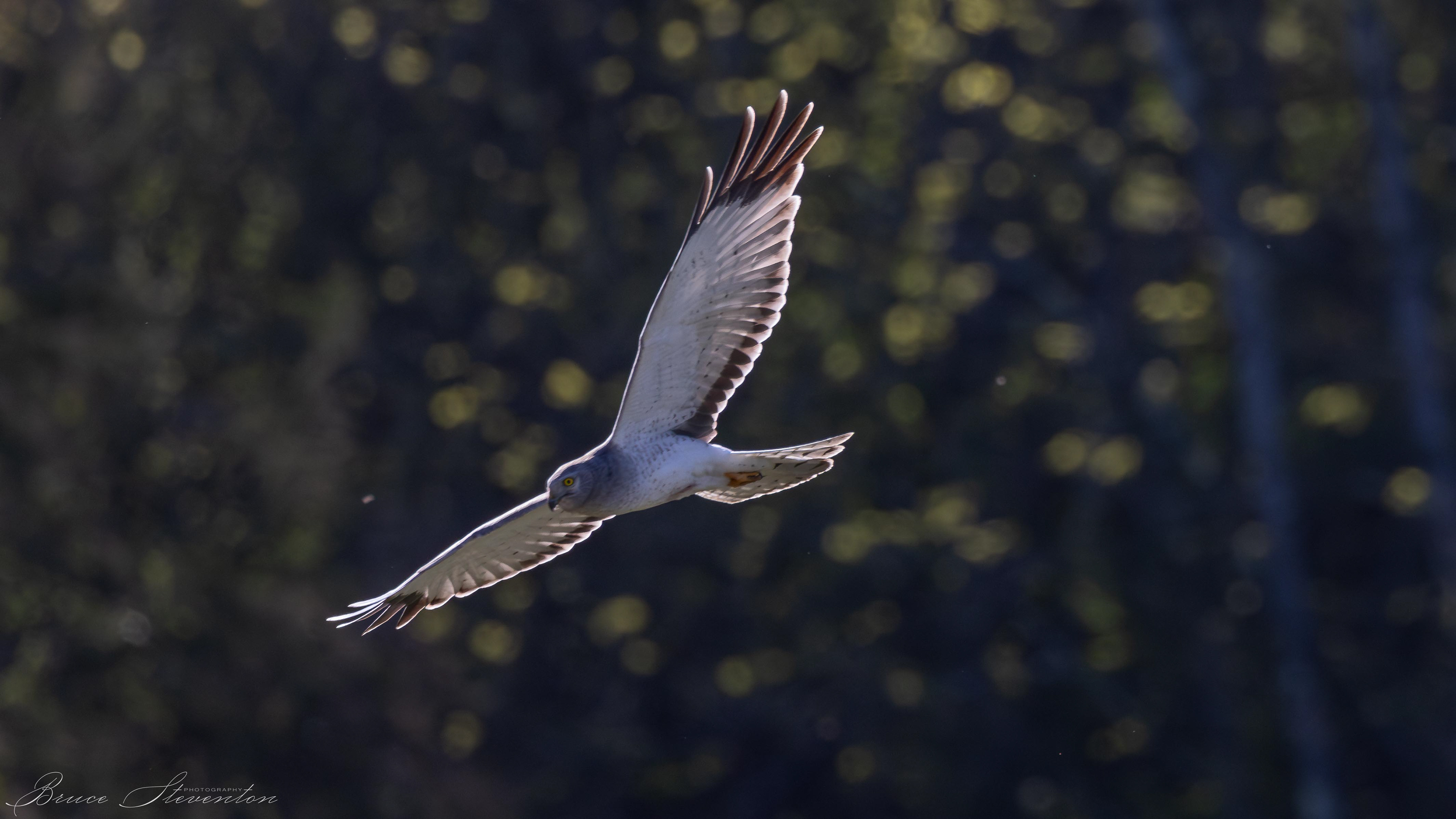 Northern Harrier (M)