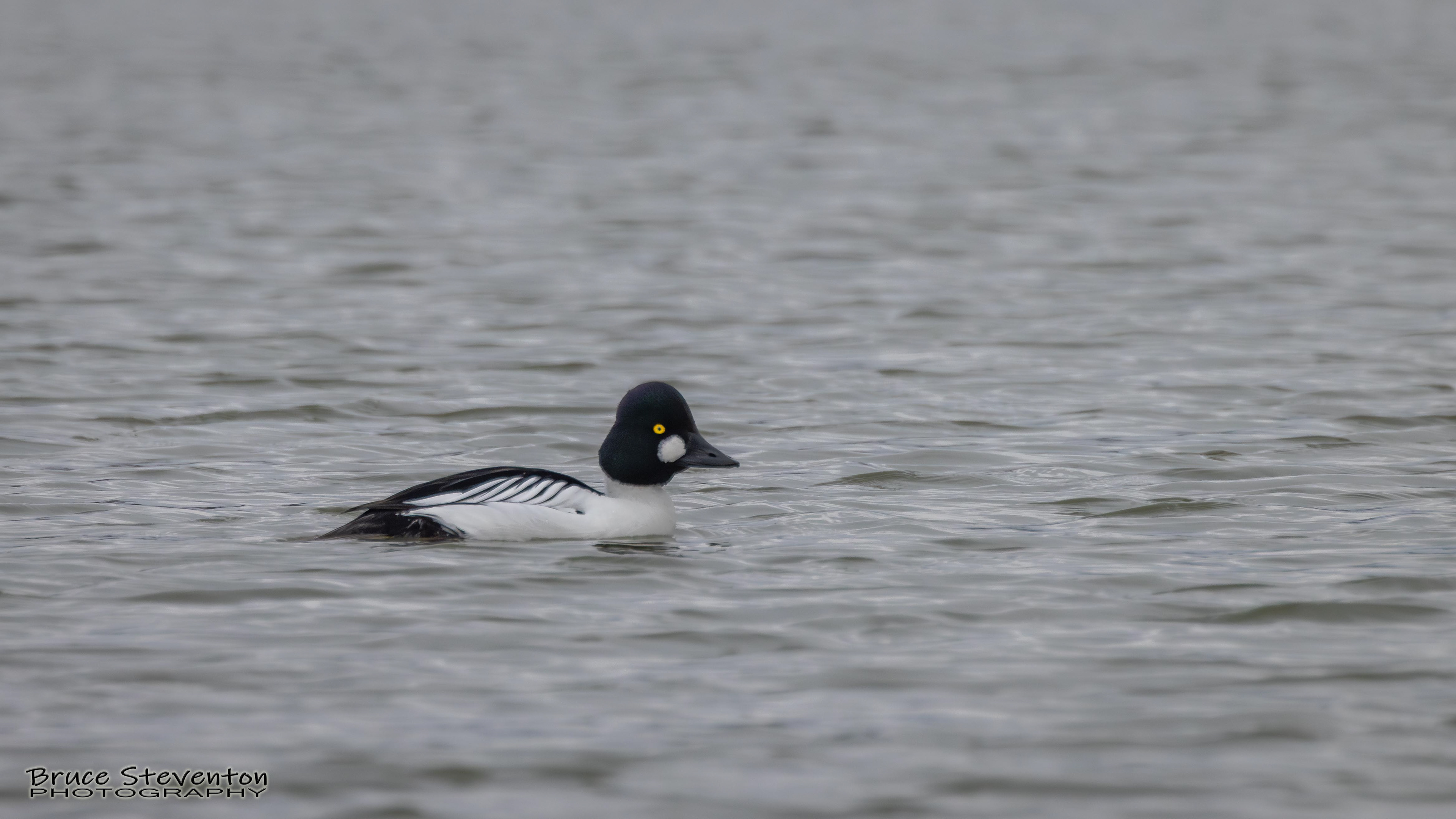 Common Goldeneye (M)- Shoreham, VT