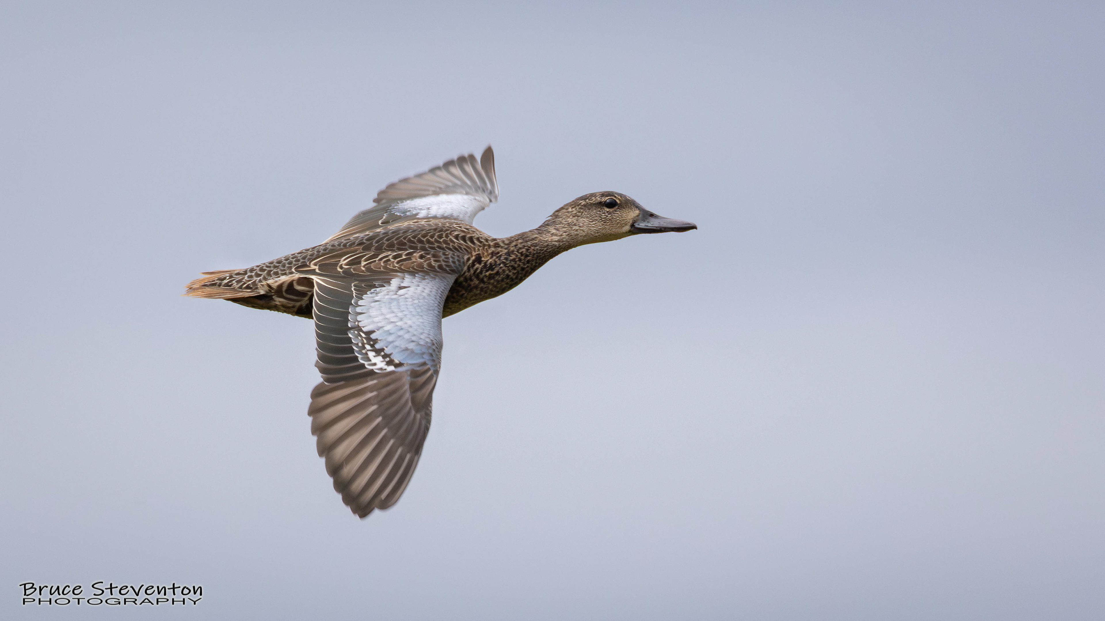 Blue-winged Teal - Shoreham, VT