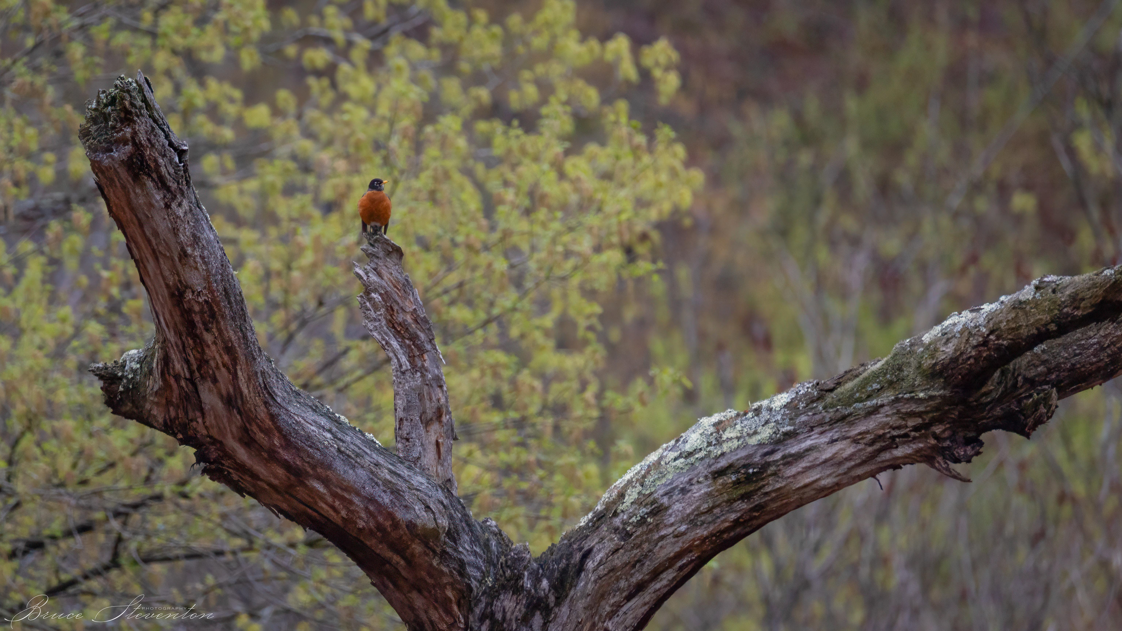 American Robin