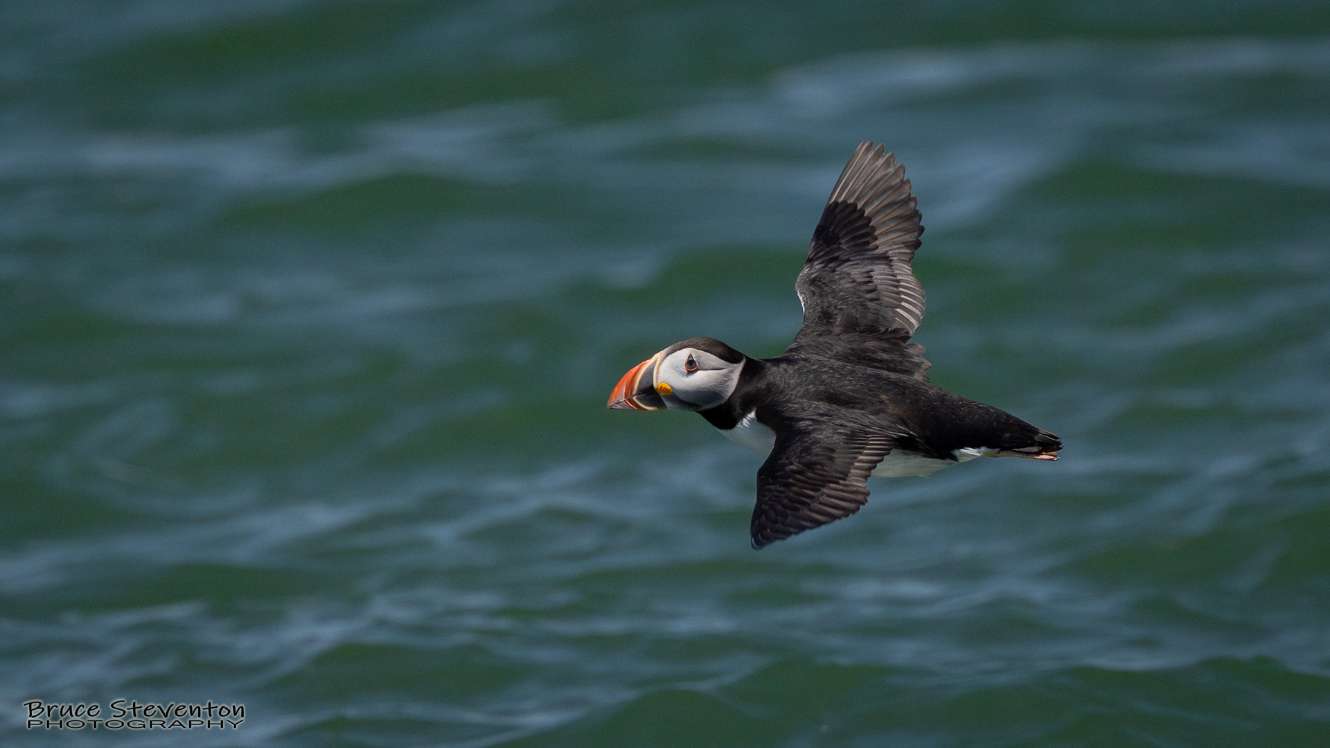 Atlantic Puffin